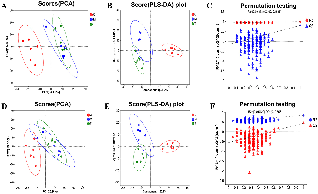 Panel A and D show PCA score plots with three groups: C (red), M (blue), T (green), indicating data separation. Panels B and E display PLS-DA plots with similar group separations. Panels C and F present permutation testing results, showing R2 and Q2 values over iterations, with R2 in blue and Q2 in red.
