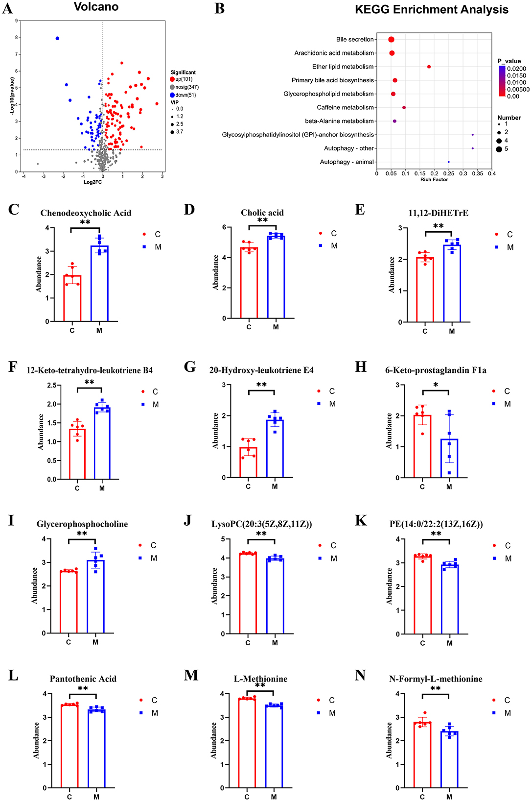 Graphical representation of metabolomic data analysis. Panel A shows a volcano plot highlighting significant metabolites. Panel B presents a KEGG enrichment analysis chart with rich factor values and p-values. Panels C to N contain bar graphs comparing the abundance of specific metabolites, such as Chenodeoxycholic Acid and L-Methionine, between control (C, red) and model (M, blue) groups. Statistical significance is indicated by asterisks above the bars.
