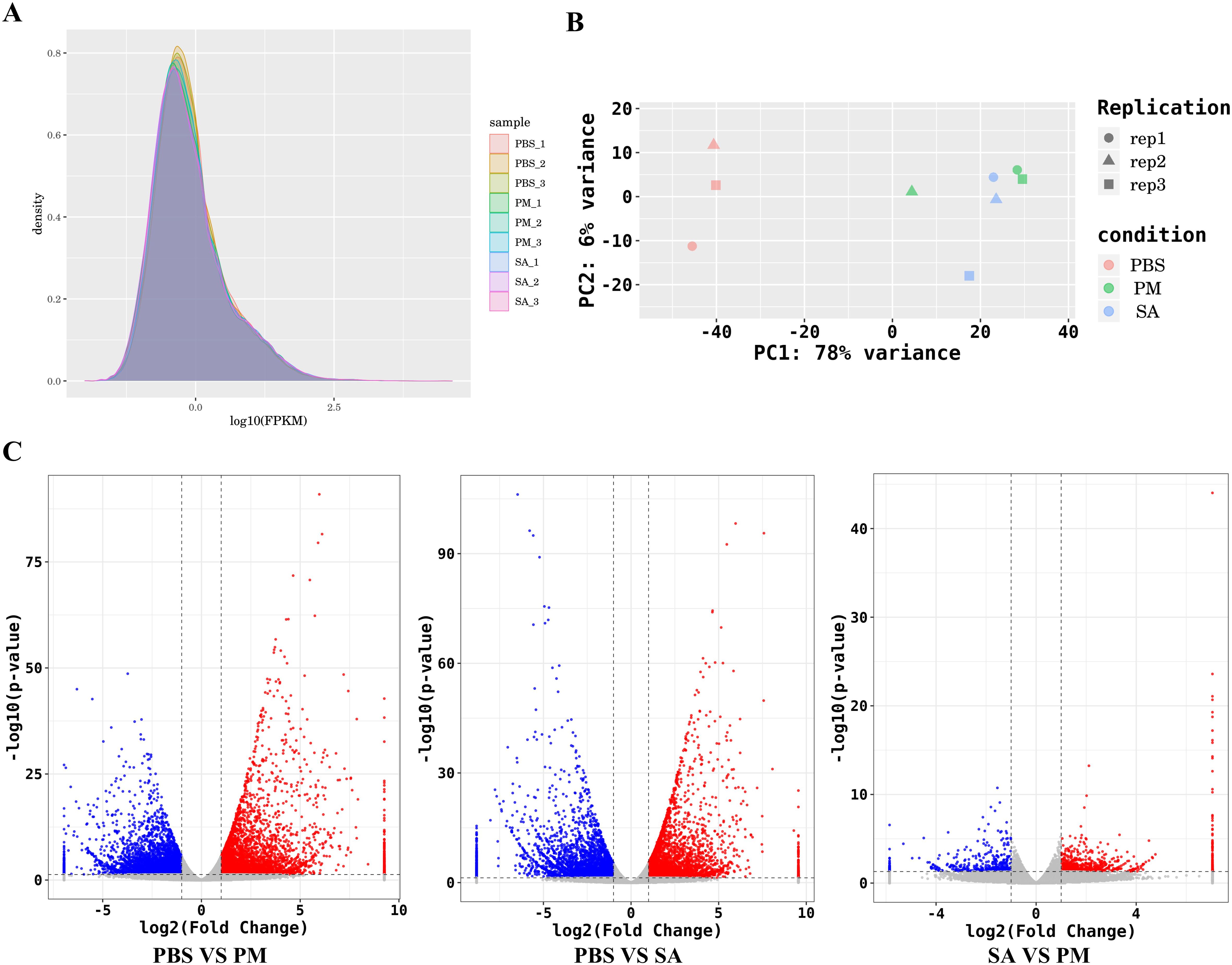A composite image showing three panels related to gene expression analysis. Panel A: A density plot with different samples color-coded, showing log10(FPKM) values on the x-axis. Panel B: A principal component analysis (PCA) plot illustrating variance among replications and conditions with different shapes and colors. Panel C: Three volcano plots comparing PBS vs. PM, PBS vs. SA, and SA vs. PM. Each plot displays log2(Fold Change) against -log10(p-value), with points color-coded to indicate significance.