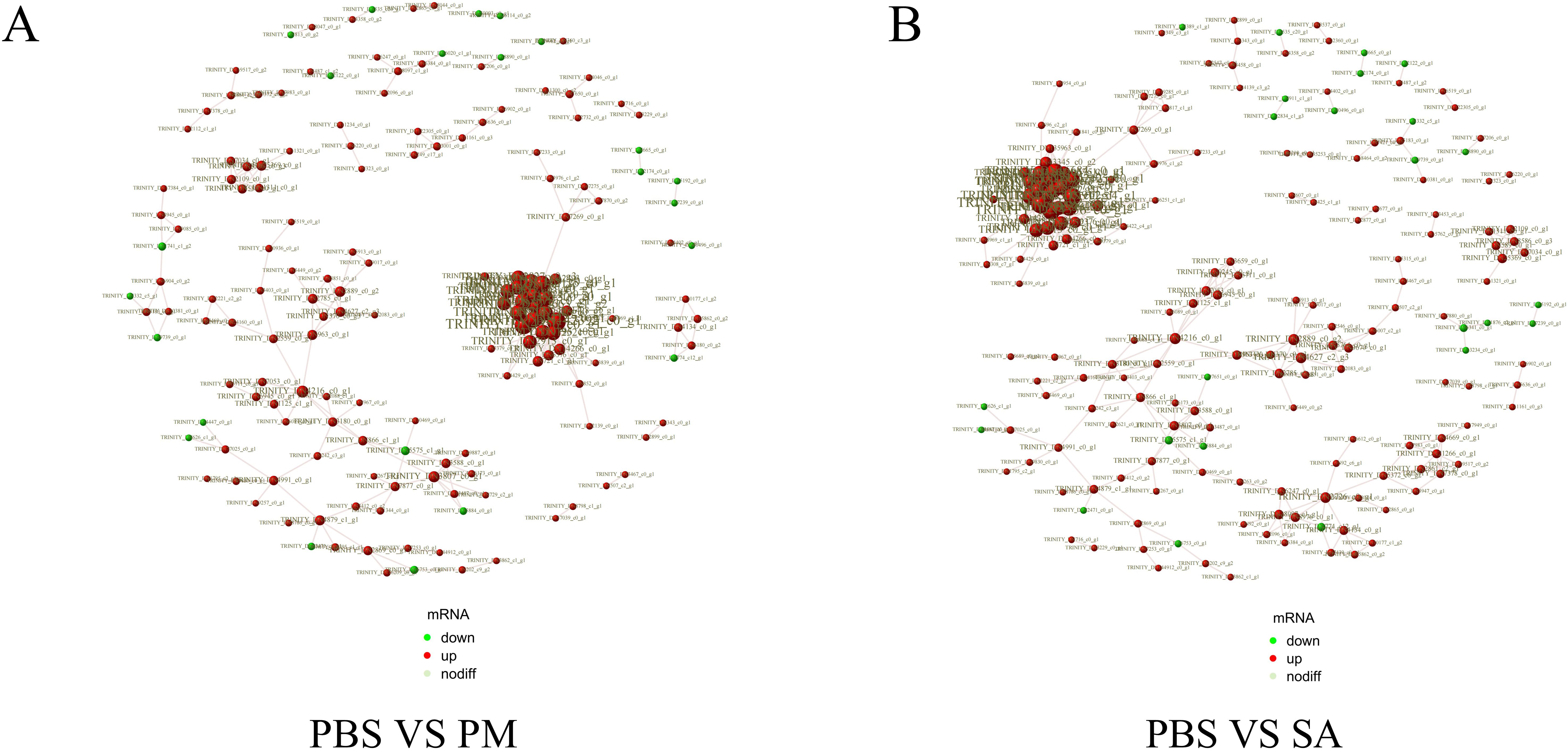 Two network diagrams labeled A and B compare mRNA expressions: PBS versus PM and PBS versus SA. Nodes represent mRNAs with red indicating upregulation, green indicating downregulation, and light gray indicating no difference. The diagrams show clusters of nodes connected by lines, with the central area densely populated compared to the periphery.