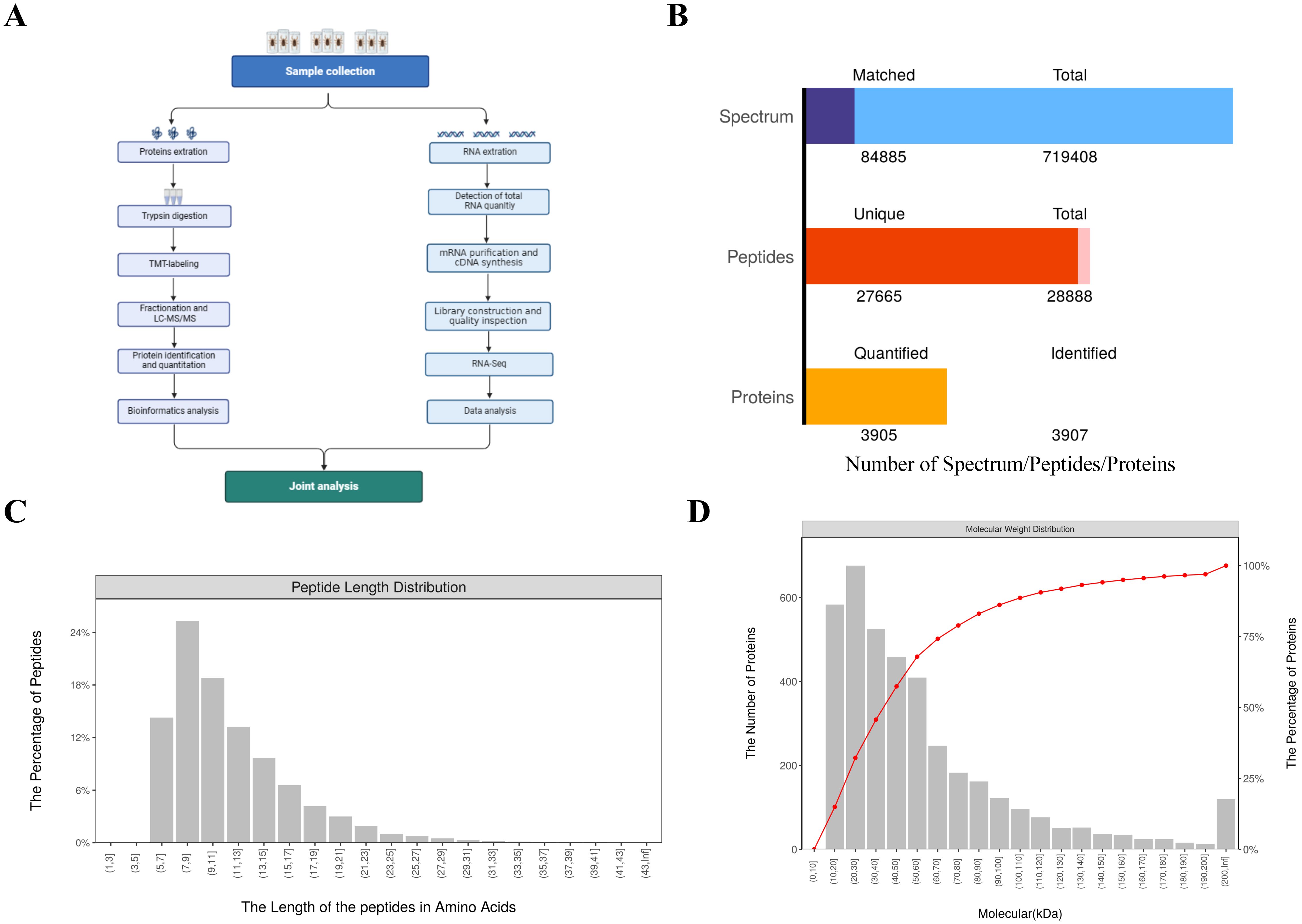 Diagram in four parts. A: Workflow diagram detailing sample collection, protein and RNA extraction, and analysis processes culminating in joint analysis. B: Bar chart showing spectrum, peptides, and proteins data with matched and total values: spectrum (84,885 matched, 719,408 total), peptides (27,665 unique, 28,888 total), proteins (3,905 quantified, 3,907 identified). C: Histogram of peptide length distribution, showing most peptides within 7-8 amino acids range. D: Molecular weight distribution graph plotting protein number against molecular weight, featuring cumulative percentage curve.
