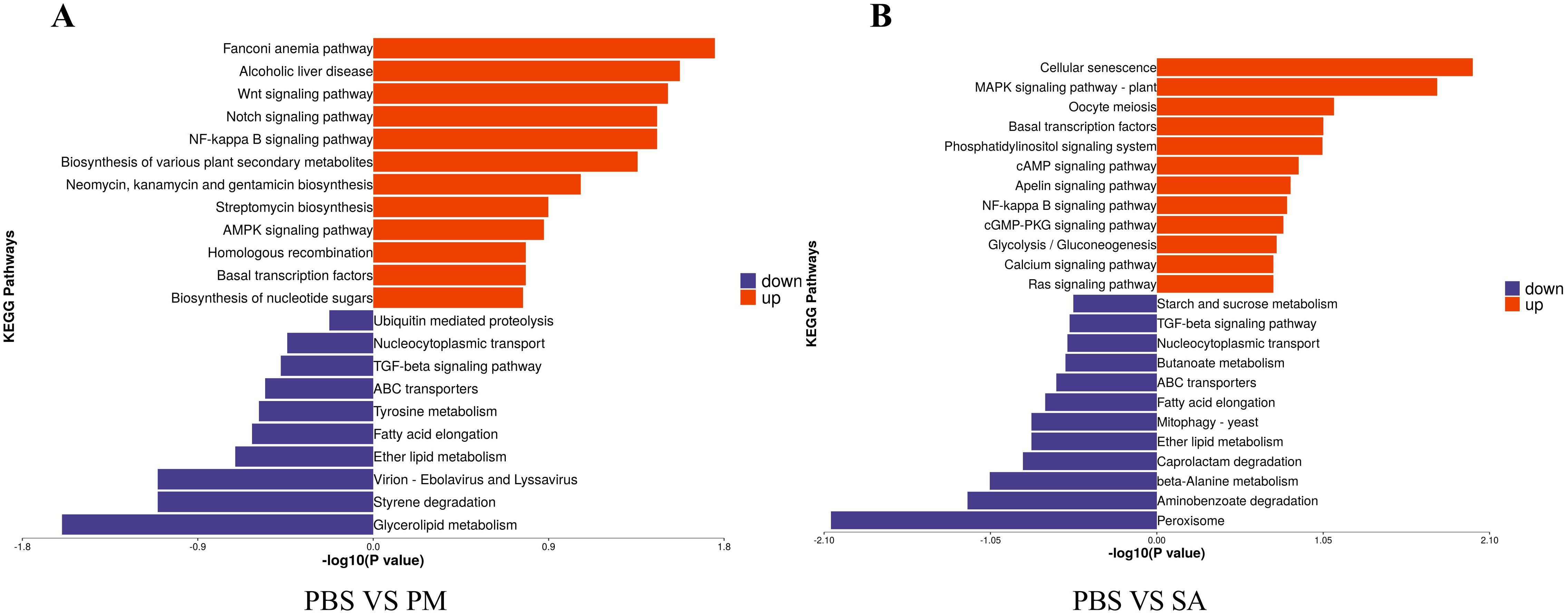 Two bar charts labeled A and B compare KEGG pathways between PBS and PM, and PBS and SA. Chart A shows upregulated pathways in orange and downregulated pathways in purple, including the Fanconi anemia and Wnt signaling pathways. Chart B similarly displays pathways, highlighting cellular senescence and MAPK signaling as upregulated. Each chart uses a color-coded legend for “up” and “down” pathways, with x-axes indicating the negative logarithm of P-values.