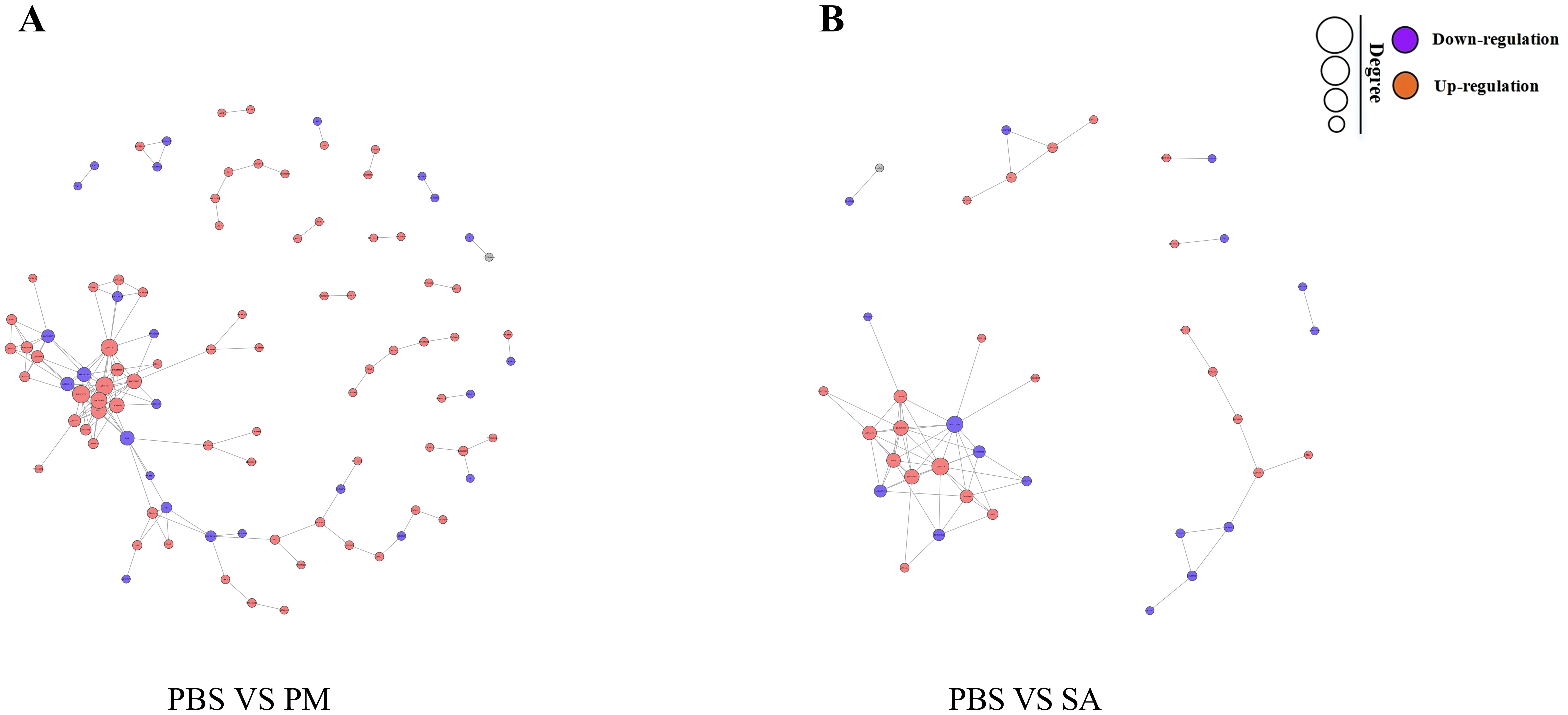 Two network diagrams labeled A and B show interactions between elements, with red circles indicating up-regulation and purple indicating down-regulation. Diagram A represents PBS vs PM, and B represents PBS vs SA. Circle size denotes degree, with larger circles indicating higher connectivity.