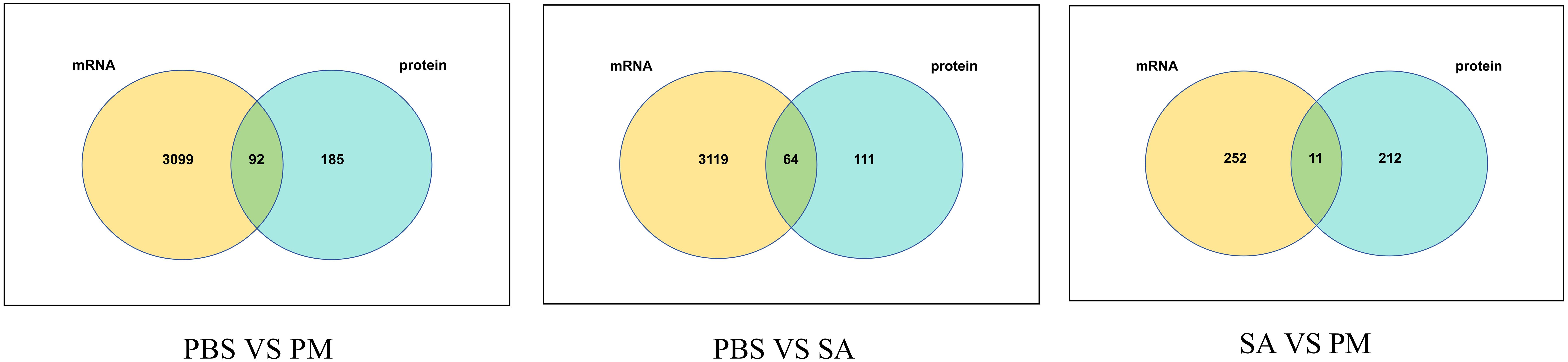 Three Venn diagrams compare mRNA and protein overlaps in different conditions. The first diagram shows PBS versus PM with 3099 mRNA, 185 proteins, and 92 overlaps. The second shows PBS versus SA with 3119 mRNA, 111 proteins, and 64 overlaps. The third shows SA versus PM with 252 mRNA, 212 proteins, and 11 overlaps. Each diagram highlights the intersection of mRNA and protein data.