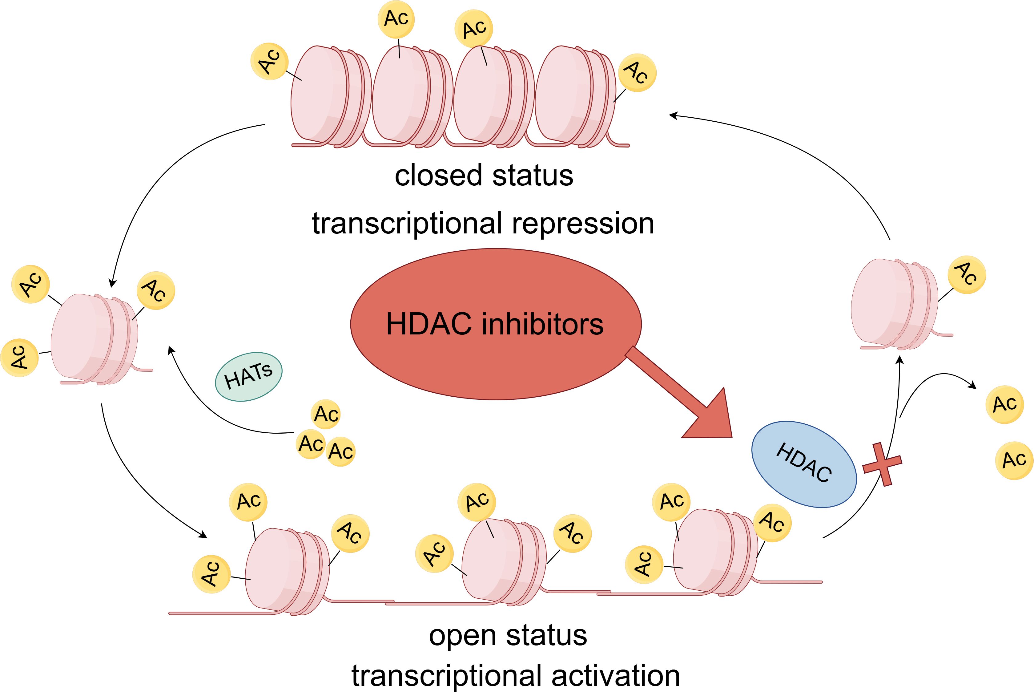 Diagram illustrating the regulation of transcription through histone acetylation and deacetylation. It shows closed chromatin status leading to transcriptional repression and open chromatin status enabling transcriptional activation. Histone acetyltransferases (HATs) add acetyl groups, indicated as “Ac,” promoting an open status. Histone deacetylases (HDACs) remove these groups, leading to a closed status. HDAC inhibitors block this removal, maintaining open chromatin and promoting transcription.