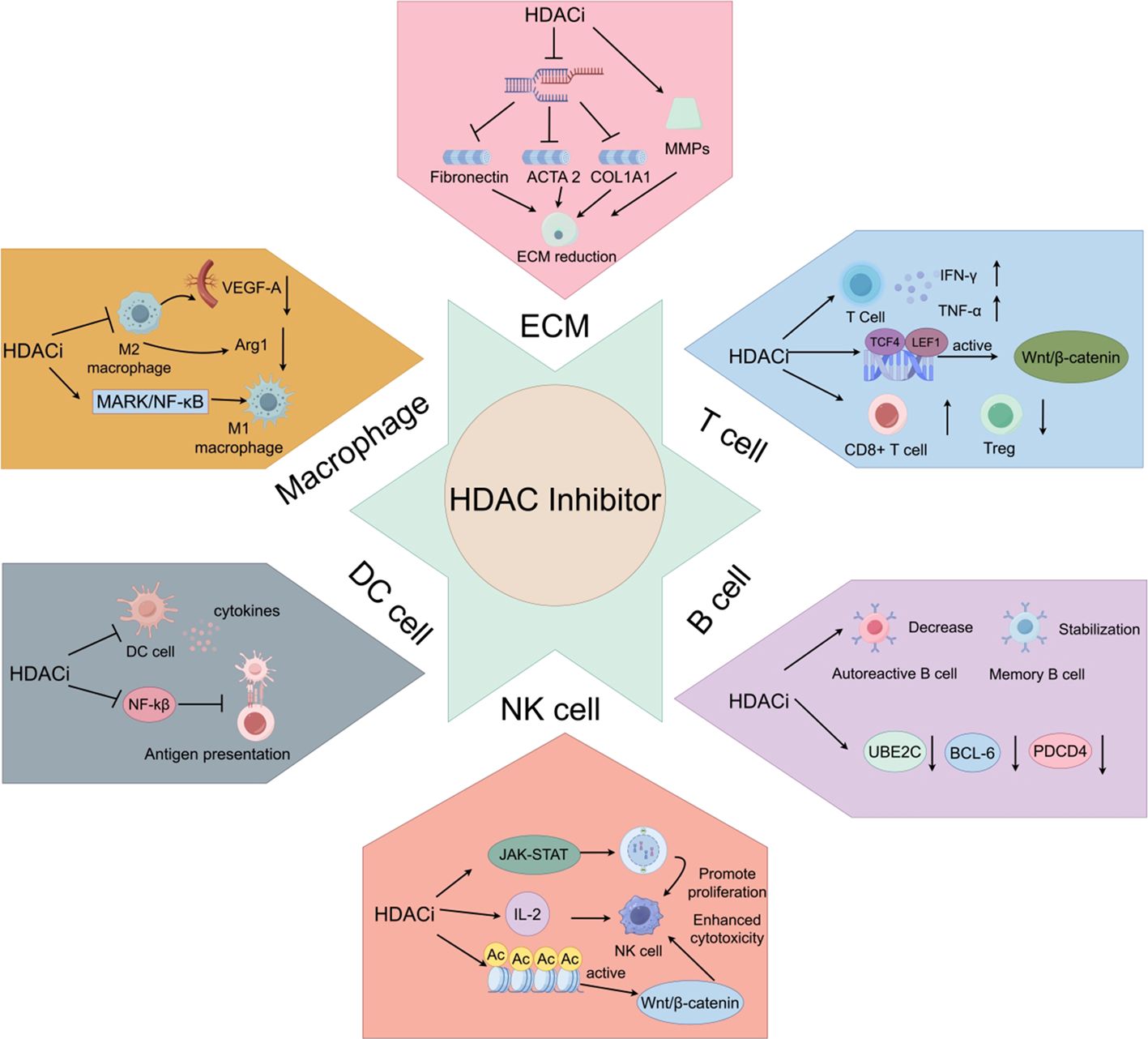 Diagram illustrating the effects of HDAC inhibitors on different immune cells. Central hexagon labeled “HDAC Inhibitor” connects to various processes: Macrophages shift from M1 to M2 via NF-κB; DC cell cytokine presentation decreases; ECM components like fibronectin reduce; T cells activate, increasing IFN-γ and TNF-α; B cell activities show a decrease in autoreactive B cells and stabilization of memory cells; NK cells show promoted proliferation and enhanced cytotoxicity. Key pathways and molecules involved are depicted, highlighting interactions such as Wnt/β-catenin and JAK-STAT.