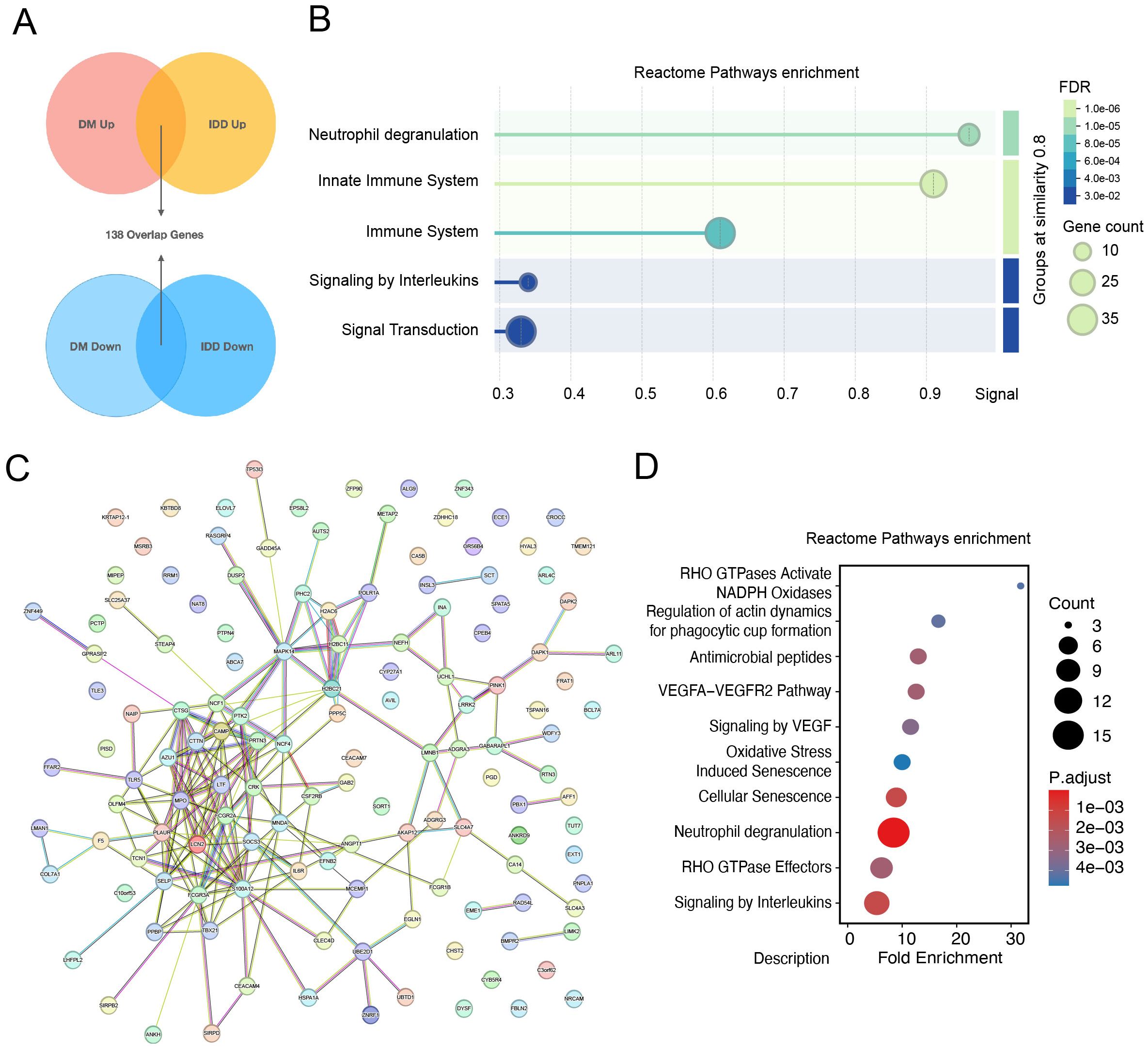 Diagram with four panels: A shows two Venn diagrams indicating overlap of 138 genes in DM and IDD conditions. B is a bubble chart illustrating Reactome pathways enrichment, with circles representing gene counts and color indicating FDR values. C is a network graph showing gene interactions with nodes and edges. D is a dot plot for Reactome pathways enrichment, with fold enrichment on the x-axis and dot size indicating gene count, while color represents adjusted p-values.