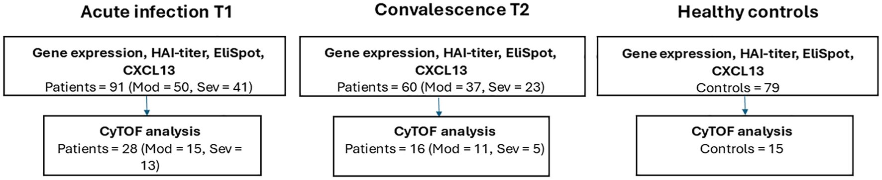 Flowchart comparing data sets among acute infection, convalescence, and healthy controls. Acute infection T1 includes 91 patients (50 moderate, 41 severe) with 28 for CyTOF analysis. Convalescence T2 has 60 patients (37 moderate, 23 severe) with 16 for CyTOF analysis. Healthy controls consist of 79 individuals with 15 for CyTOF analysis. Each group undergoes gene expression, HAI-titer, EliSpot, and CXCL13 analysis.