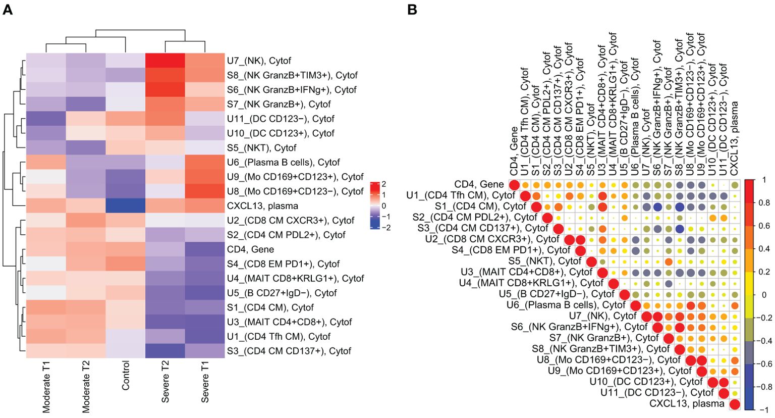 Panel A shows a heatmap with hierarchical clustering, representing the expression levels of various cell types and genes across different conditions labeled as Moderate T1, Moderate T2, Control, Severe T2, and Severe T1. Color intensity denotes expression levels, with red indicating high expression and blue indicating low expression. Panel B displays a correlation matrix of the same cell types and genes, where circle size and color intensity represent the strength and direction of correlations, from red for strong positive to blue for strong negative correlations.