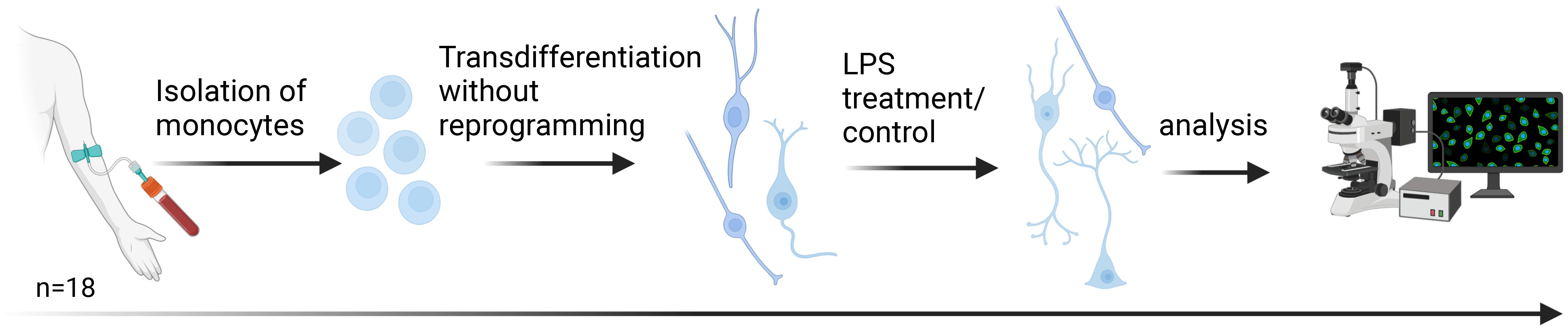 Flowchart depicting the process of isolating monocytes from 18 samples, followed by transdifferentiation without reprogramming. Cells are then subjected to LPS treatment or control conditions. The final step involves analysis using a microscope connected to a computer displaying cell images.