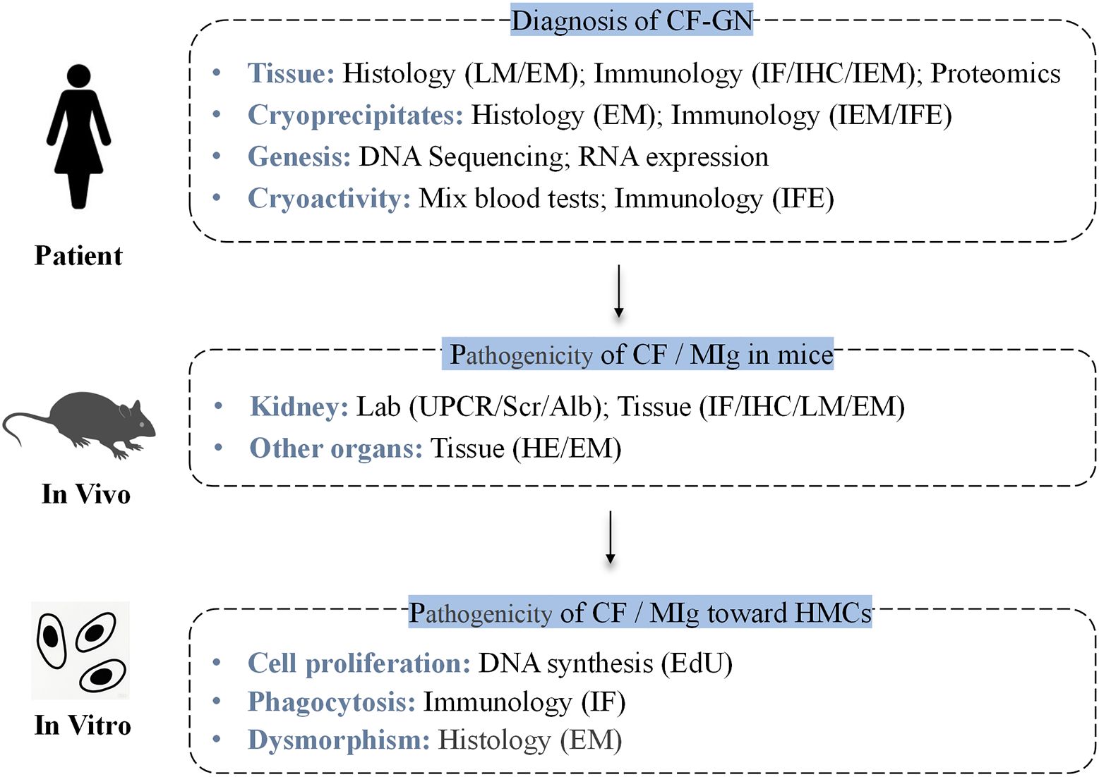 Flowchart outlining experimental approaches for studying the pathogenicity of CF-GN. It includes patient analysis using histology and immunology, in vivo studies in mice focusing on kidneys and other organs, and in vitro studies on cell proliferation, phagocytosis, and dysmorphism.