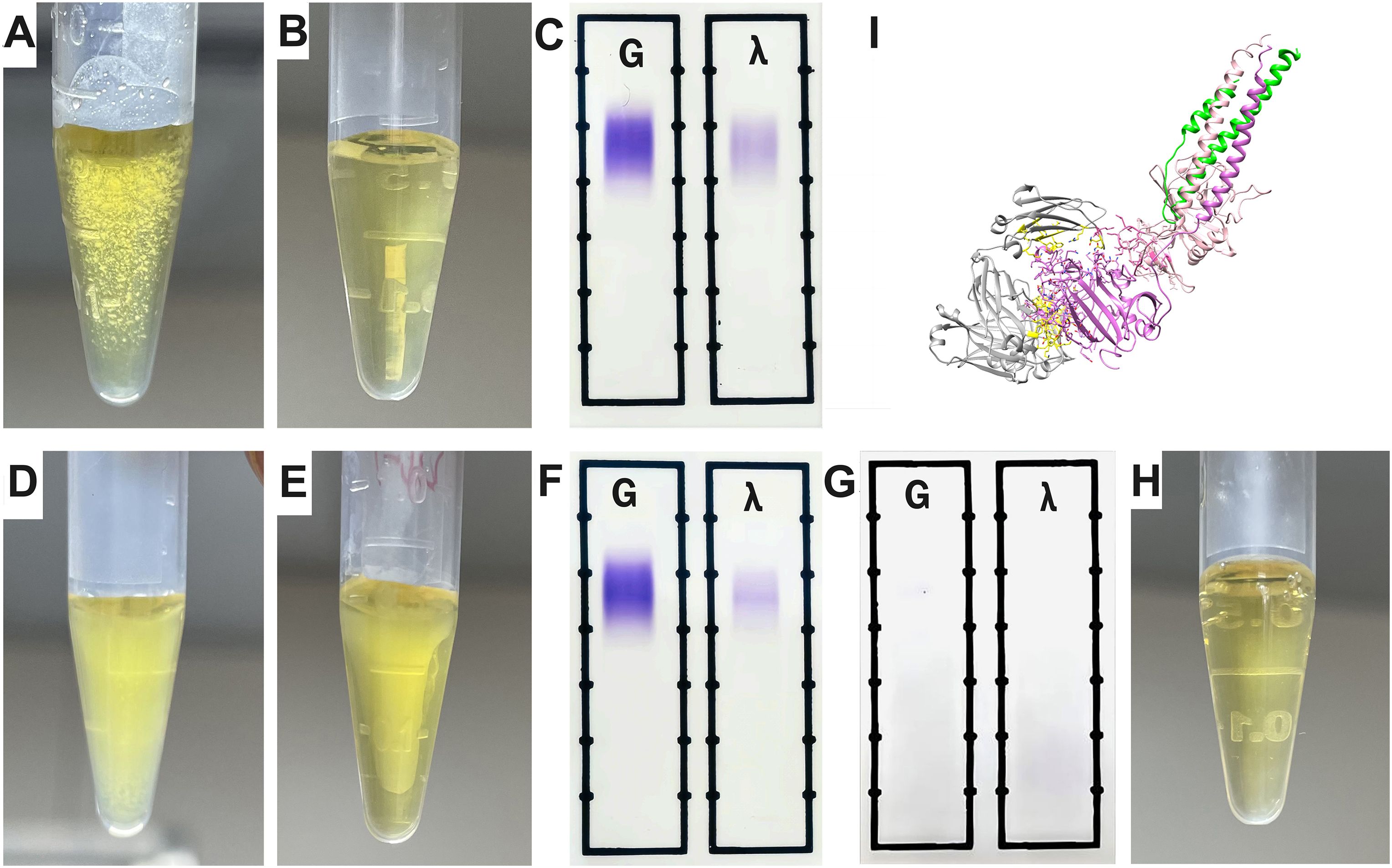 Test tubes labeled A, B, D, E, and H contain yellow solutions with varying opacities. Panels C, F, and G show chromatography results with lanes labeled G and λ; C and F display purple smears while G is blank. Panel I illustrates a complex molecular structure with colored segments.
