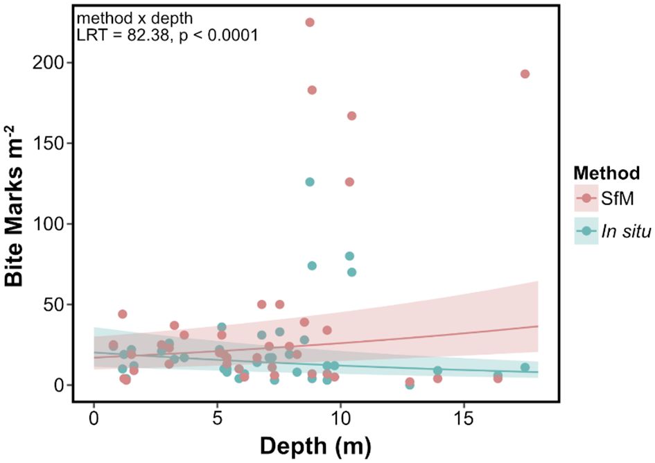 Scatter plot showing the relationship between depth and bite marks per square meter using two methods: Structure-from-Motion (SfM) in red and In situ in teal. Data points are scattered across depths from zero to about fifteen meters, with bite marks ranging up to over two hundred. Trend lines suggest slight increases in bite marks with depth for both methods. The statistical test result (LRT = 82.38, p < 0.0001) indicates significant interaction.