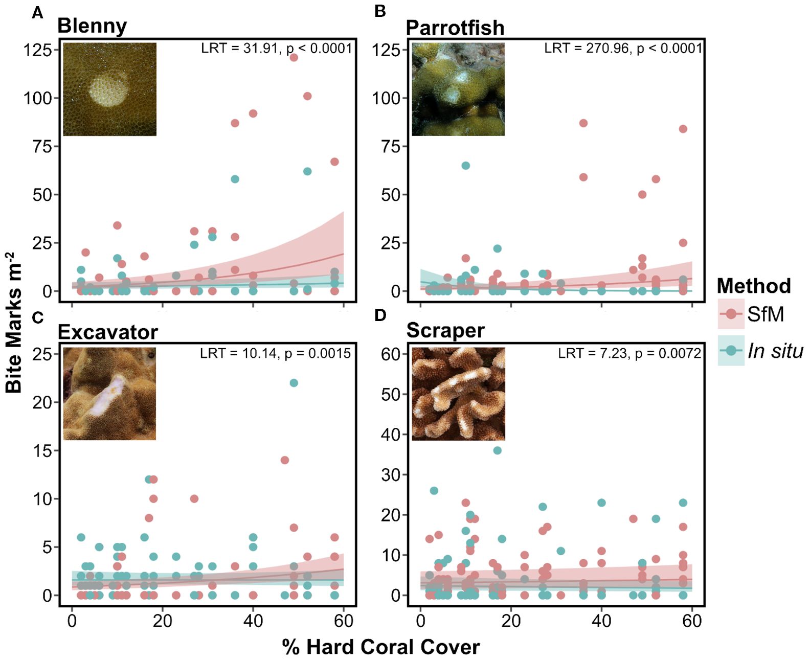 Four scatter plots labeled A, B, C, and D compare the relationship between bite marks per square meter and percentage of hard coral cover across blenny, parrotfish, excavator, and scraper. Each plot features dots representing two methods: Structure from Motion (SfM) in pink and In situ in blue, with trend lines. Insets show photos of each bite mark category. Significant LRT values and p-values are noted, indicating varying impacts of coral cover on bite marks for each fish type.