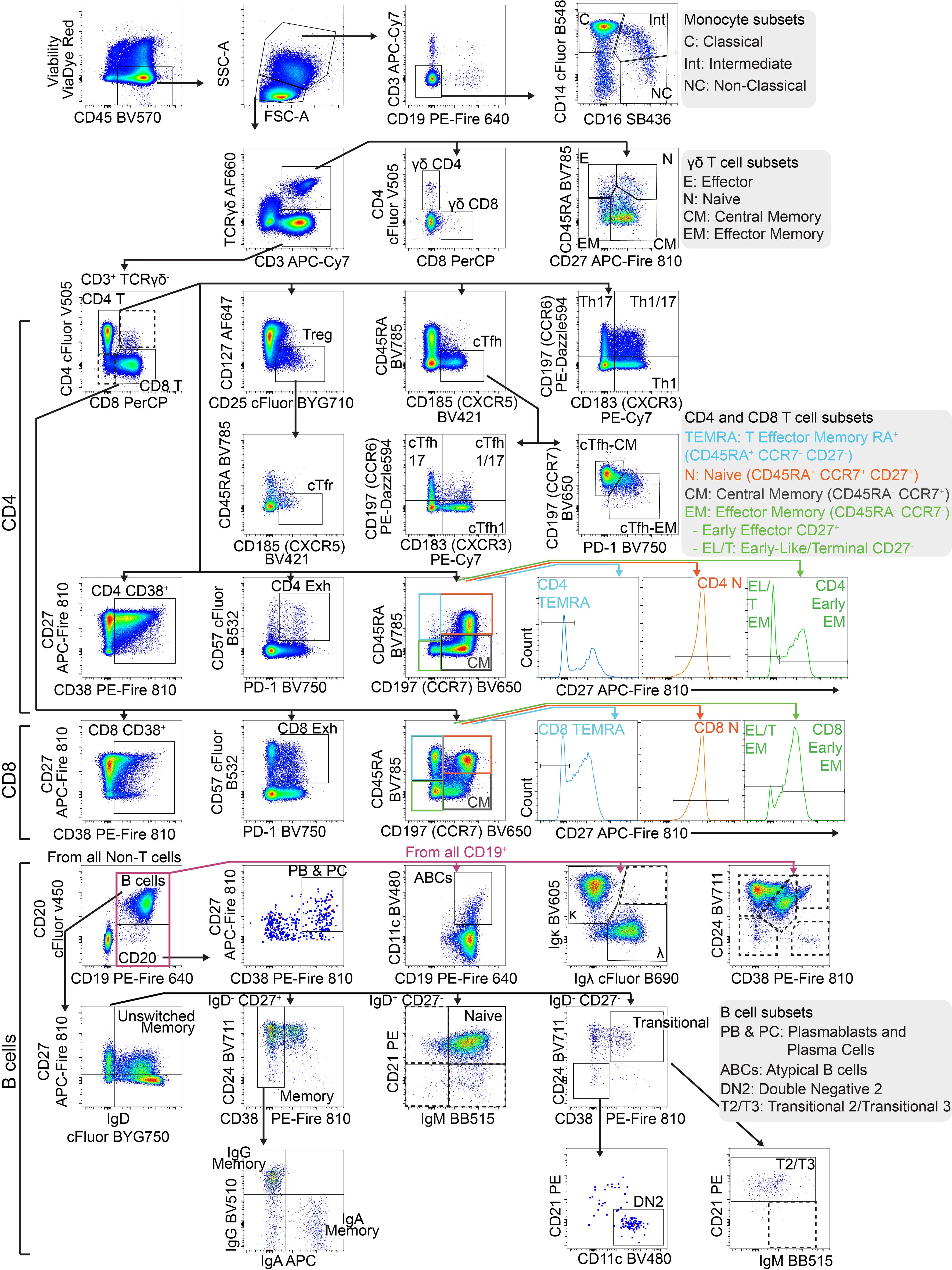 Flow cytometry analysis diagram showing various immune cell subsets. Panels include plots for CD45, viability, T cell and B cell markers, monocyte subsets, and more. Specific cell populations like T regulatory cells, central memory T cells, and B cell subsets are identified with adjacent markers and antibodies. Each subset is labeled for classical and non-classical categorizations. Key for abbreviations and markers is provided.