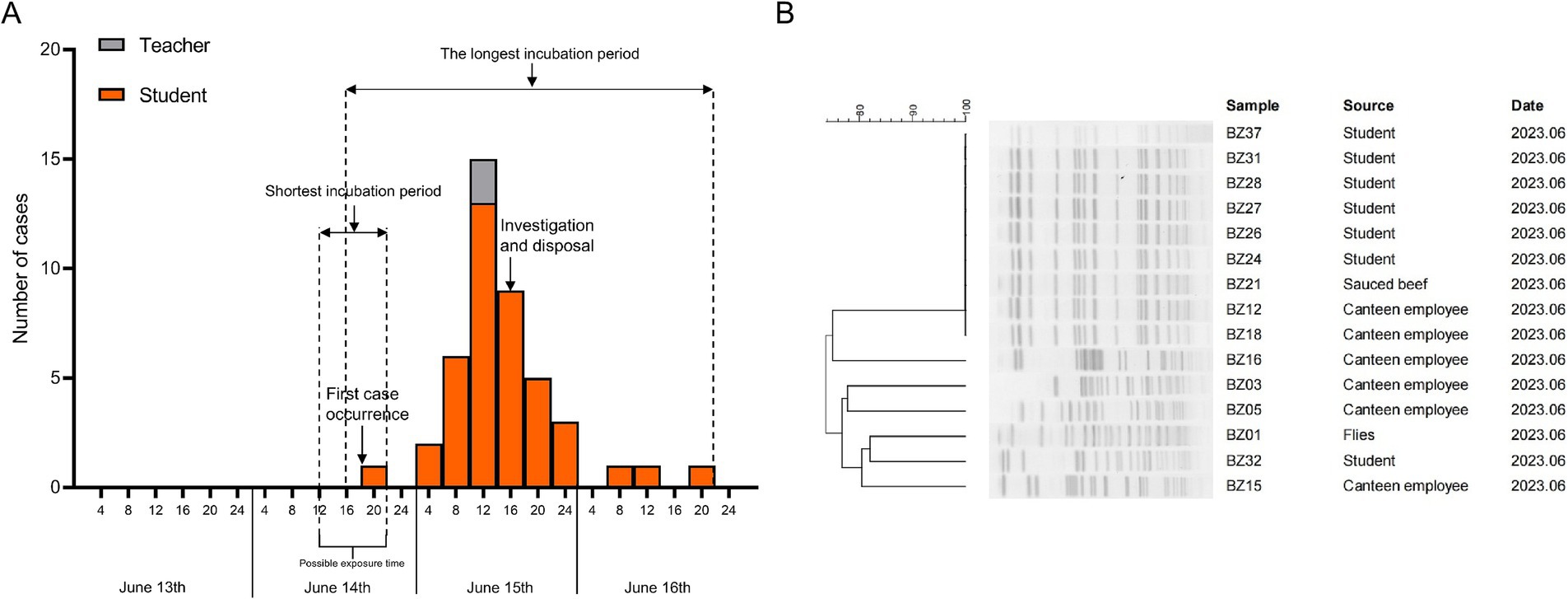 Bar graph and dendrogram detailing a case study. Panel A is a bar graph showing the number of cases for teachers and students from June thirteenth to June sixteenth, highlighting incubation periods and case occurrence. Panel B includes a dendrogram and corresponding samples, sources, and dates, involving students, canteen employees, and sauced beef, with entries dated June 2023.