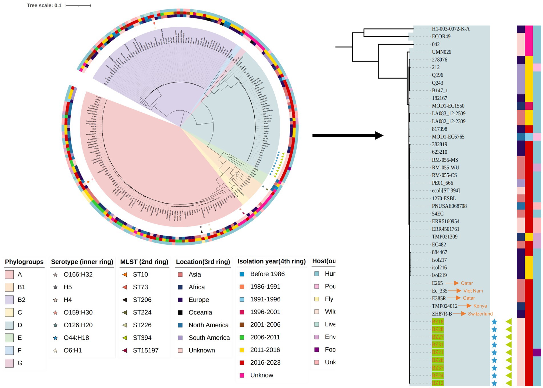 Circular phylogenetic tree displaying relationships among various bacterial strains. It is segmented into multiple colored rings representing phylogroups, serotypes, MLST types, geographic location, isolation year, and host type. An adjoining dendrogram lists specific bacterial strains with color-coded annotations indicating geographic origin. A legend below explains the color codes used in the tree.