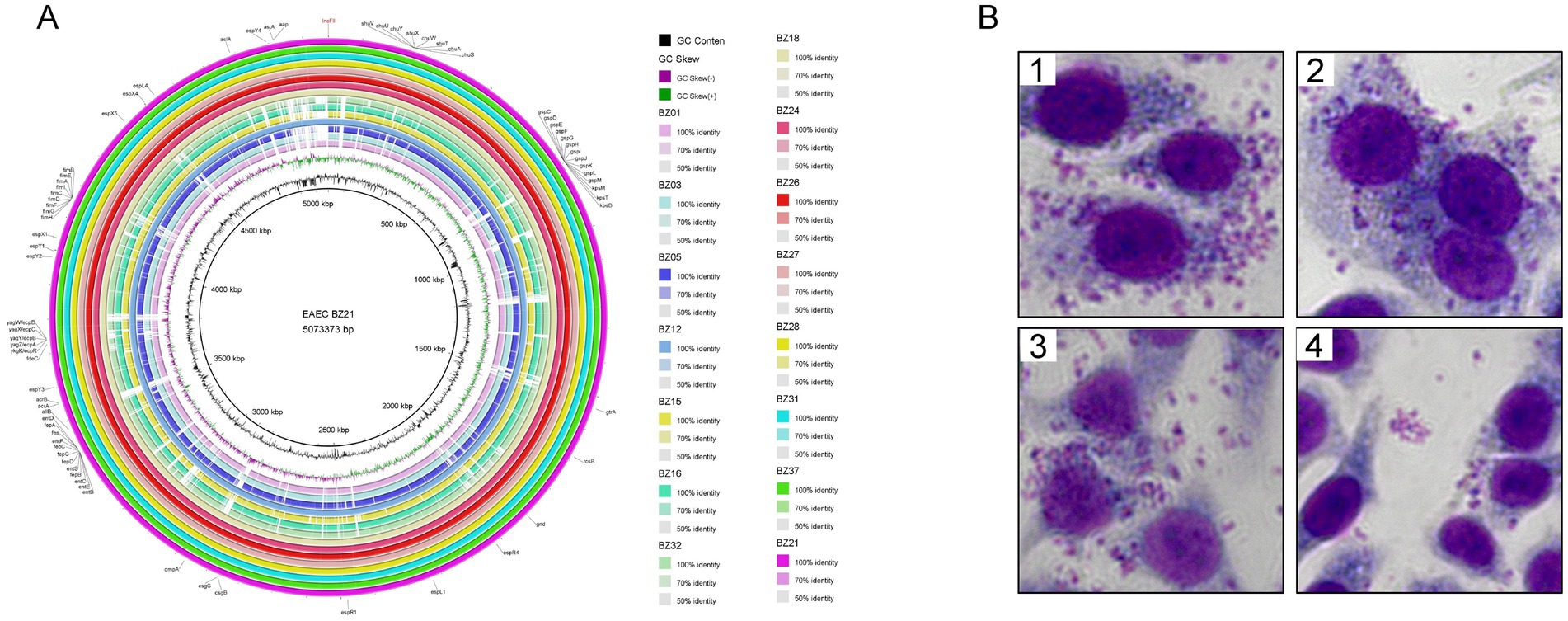 Panel A shows a circular genomic map of EAEC strain BZ21, colored rings representing different sequence identities. Panel B displays four micrographs (numbered 1 to 4) of cells with purple-stained nuclei, highlighting cellular structures.
