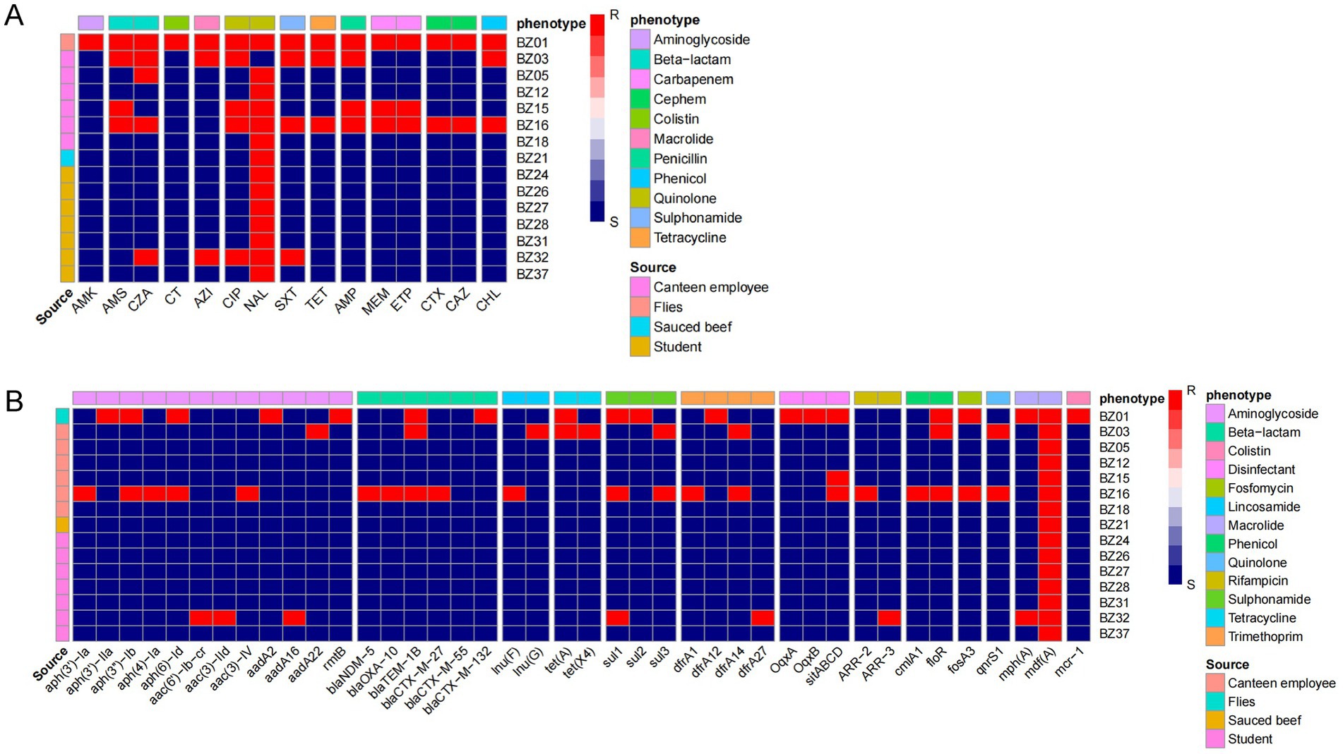 Heatmaps labeled A and B depict resistance phenotypes of various sources including canteen employees, flies, sauced beef, and students. The first heatmap (A) shows resistance to different antibiotics like aminoglycoside, beta-lactam, and quinolone. The second heatmap (B) illustrates the presence of specific resistance genes such as blaNDM and dfrA12. Colors range from red (resistant) to blue (susceptible), with a legend indicating antibiotic categories and sources.