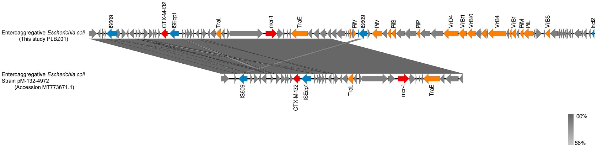 Genetic map comparing two Enteroaggregative Escherichia coli strains, highlighting gene sequences with arrows in different colors. Arrows show the direction and type of genes, including mcr-1 and CTX-M-132. Grey shading indicates homology with percentage similarity between strains PLBZ01 and pM-132-4972.