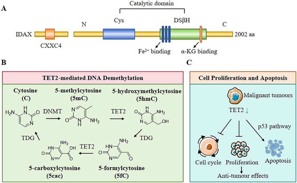 Diagram illustrating TET2 protein structure, DNA demethylation, and cell behavior. (A) TET2 structure with domains: CXXC4, Cys, DSβH, binding sites. (B) DNA demethylation process: cytosine to derivatives via DNMT, TET2, TDG. (C) TET2’s effect on cell proliferation and apoptosis in tumors, linked to p53 pathway.