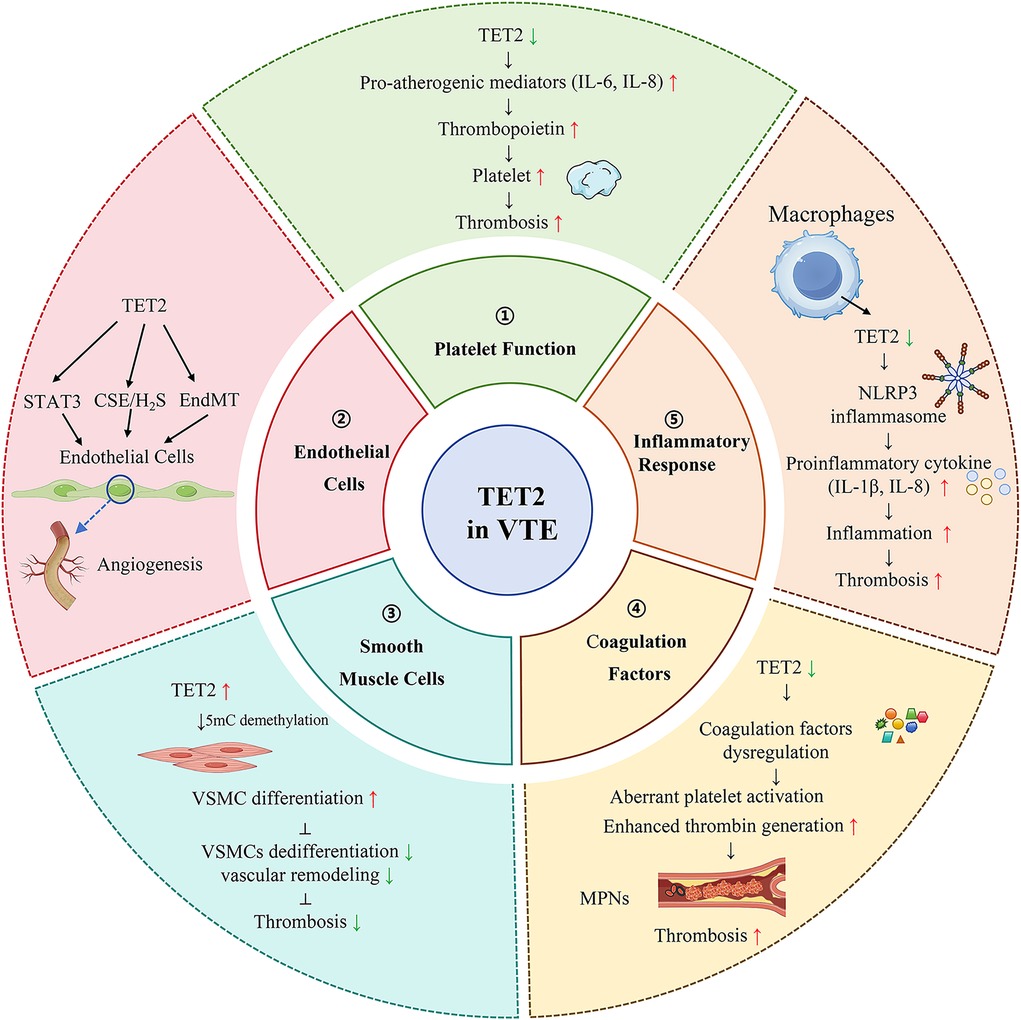 Diagram showing the role of TET2 in Venous Thromboembolism Formation (VTF) across five sections: 1) Platelet Function, 2) Endothelial Cells, 3) Smooth Muscle Cells, 4) Coagulation Factors, 5) Inflammatory Response. Each section details effects and pathways, such as TET2's influence on pro-inflammatory mediators, endothelial cells, and macrophages, leading to thrombosis.