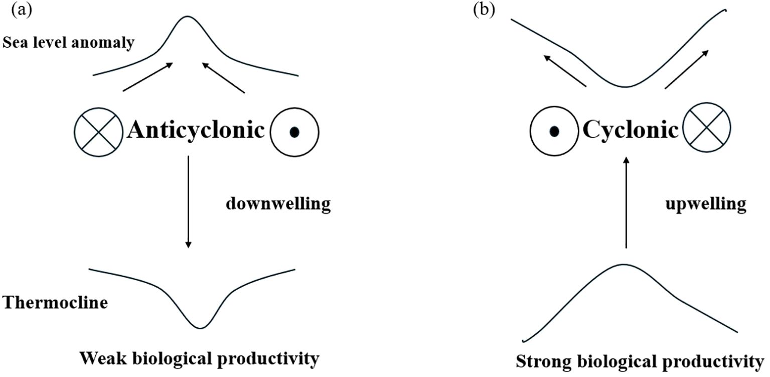 Diagram illustrating oceanic processes. Panel (a) shows anticyclonic circulation with a sea level anomaly leading to downwelling and a depressed thermocline, resulting in weak biological productivity. Panel (b) depicts cyclonic circulation with upwelling and an elevated thermocline, enhancing strong biological productivity.