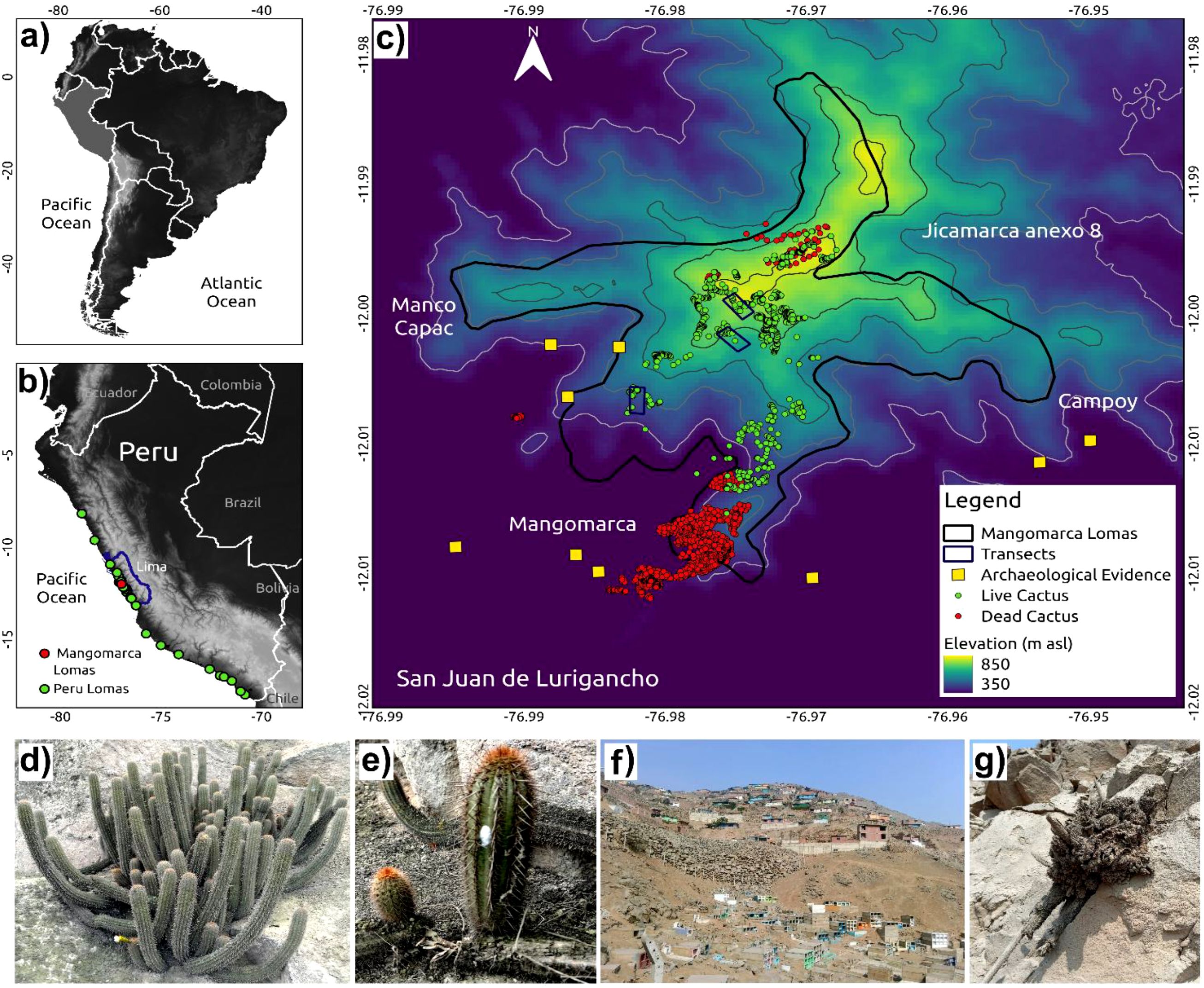 Map and image collage. (a) Map of South America with Lima highlighted. (b) Map of Peru showing the location of Mangomarca and Peru Lomas. (c) Topographic map of Mangomarca Lomas with transects, archaeological evidence, and cactus locations. (d) Cluster of live cactus. (e) Individual cactus with orange top. (f) A hilly settlement area. (g) Small cluster of dead cactus on rocky terrain.