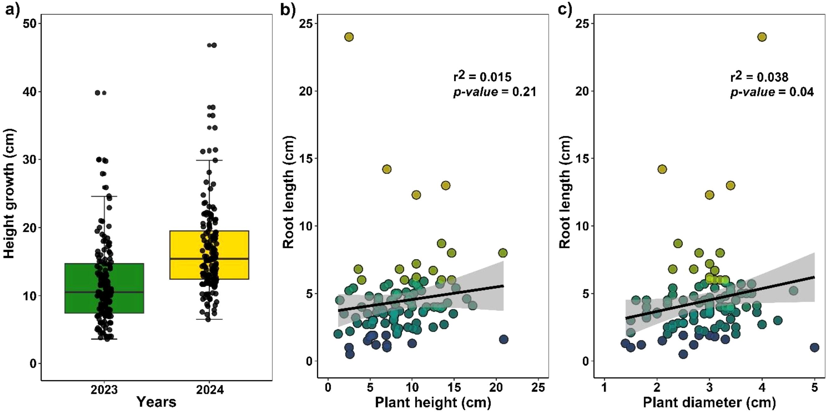 Bar and scatter plots depicting plant growth data. Panel a shows height growth in 2023 and 2024 with green and yellow box plots. Panel b plots root length against plant height, with \( r^2 = 0.015 \) and \( p = 0.21 \). Panel c plots root length against plant diameter, with \( r^2 = 0.038 \) and \( p = 0.04 \).