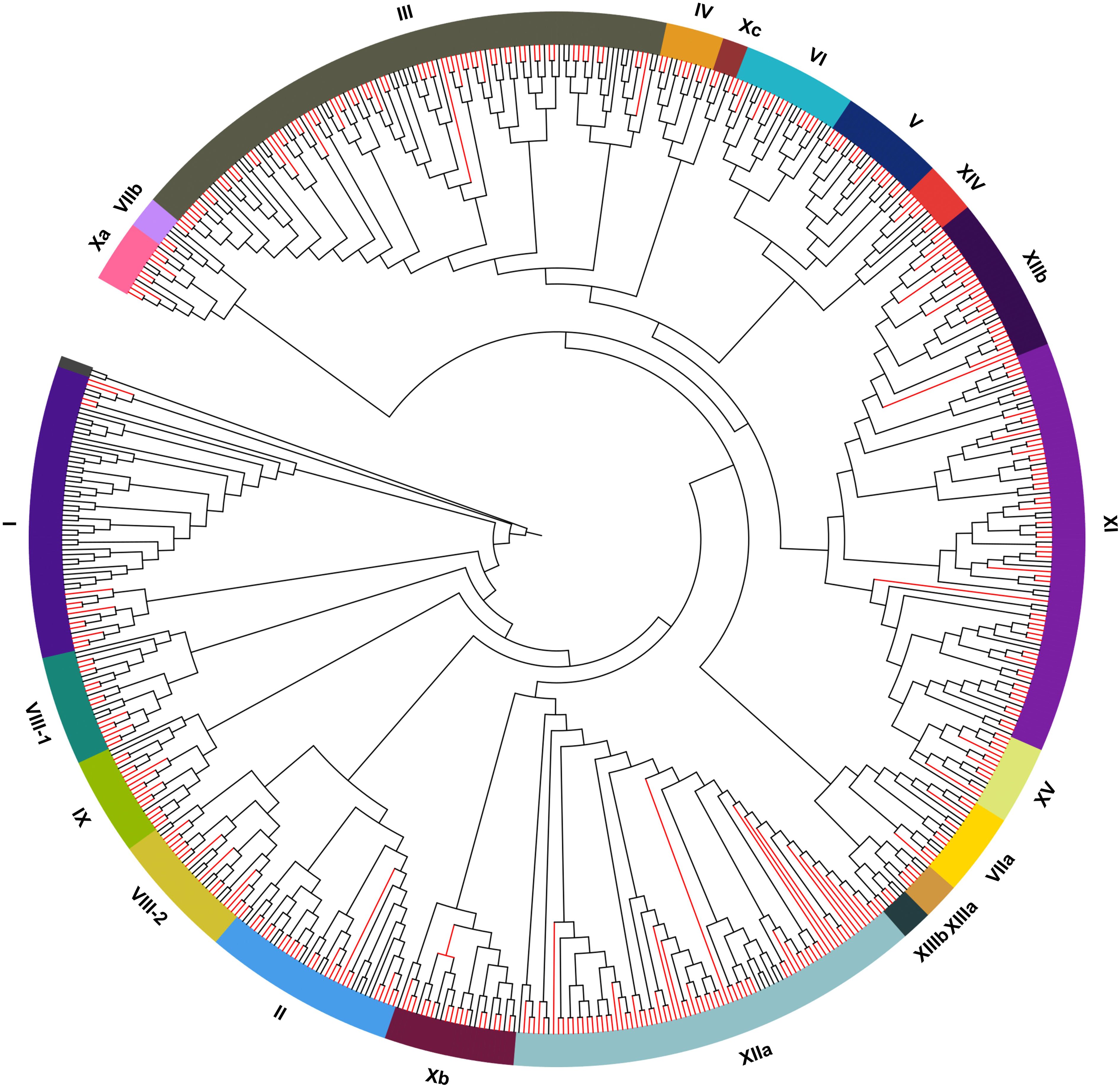 Circular phylogenetic tree illustrating evolutionary relationships among different groups. Various lineages are marked with colors and Roman numerals on the outer rim, indicating distinct clusters. Red lines highlight specific branches within the tree.