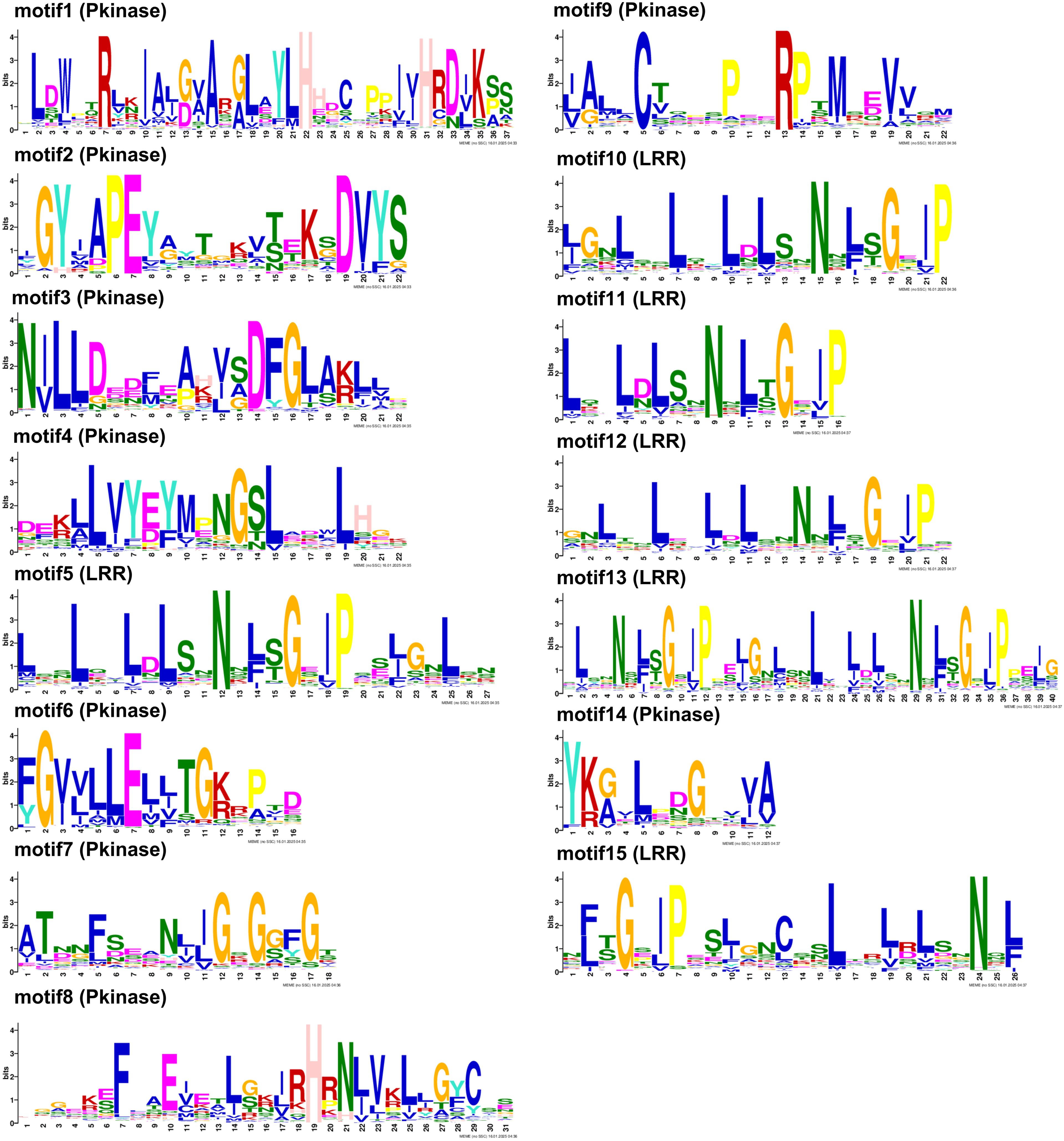 Colorful sequence logos representing motifs in protein kinase (Pkinase) and leucine-rich repeat (LRR) families. The height of each letter indicates the relative frequency of amino acids at each position across multiple sequences, with larger letters showing higher conservation. Each motif is labeled, numbering from 1 to 15, alternating between Pkinase and LRR motifs.