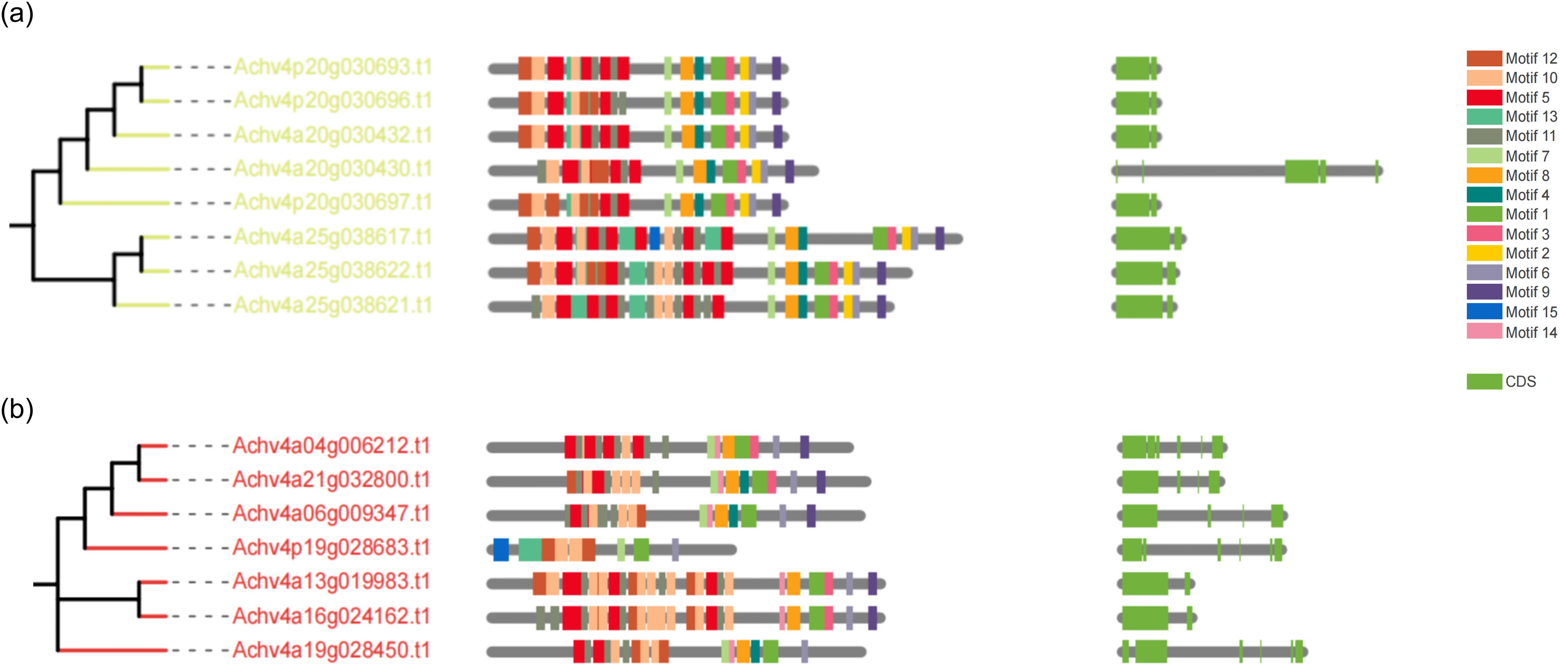 Phylogenetic tree diagrams (a) and (b) display gene sequences alongside color-coded motifs and coding sequence (CDS) regions. Diagram (a) uses shades of olive, while (b) uses red. Both diagrams associate diverse colored motifs with sequences, detailed in a legend on the right, indicating different motif numbers.