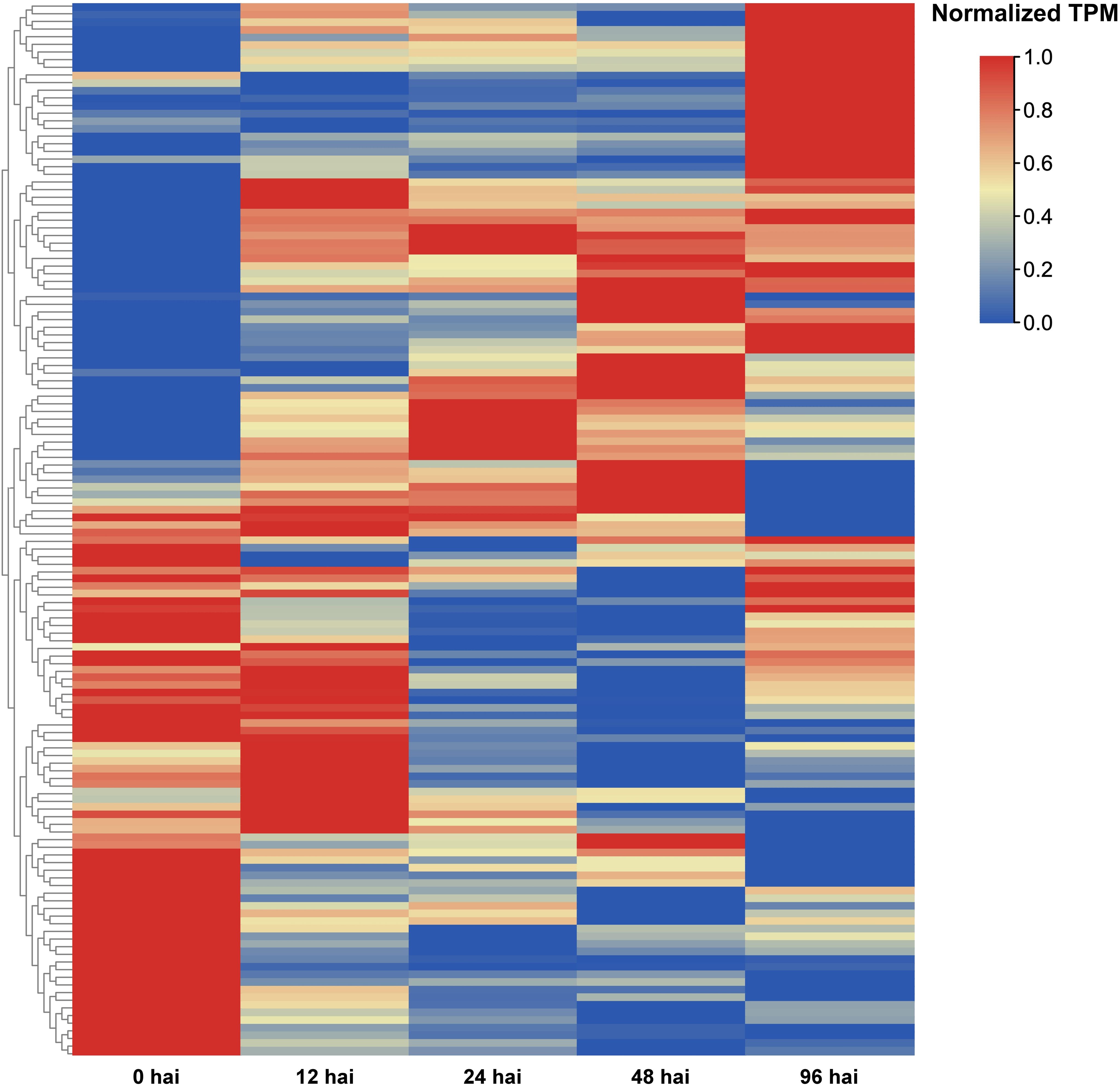 Heatmap showing gene expression levels across different time points labeled as 0, 12, 24, 48, and 96 hours after infection (hai). Colors range from blue (low expression) to red (high expression), based on normalized TPM values. Dendrograms indicate hierarchical clustering of genes.