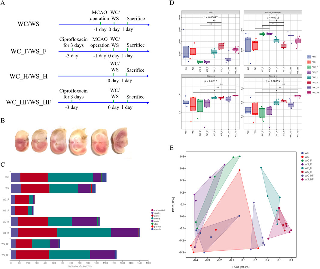 Diagram with five panels. Panel A shows a timeline of treatments and procedures in different groups using arrows and text. Panel B displays brain slices stained by TTC. Panel C is a bar chart comparing the abundance of various taxonomic levels across multiple groups. Panel D features four box plots showing statistical analyses of diversity indices across the groups, with significant p-values. Panel E is a PCoA plot visualizing the clustering of samples by group indicated with colored polygons and dots.