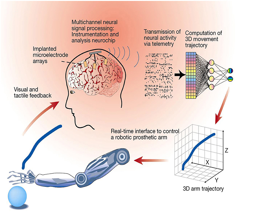 Illustration of a brain-computer interface controlling a prosthetic arm. Features implanted microelectrode arrays in the brain for multichannel neural signal processing. Neural activity is transmitted via telemetry for 3D movement computation. The real-time interface enables control of a robotic arm, shown reaching for a blue ball. Visual and tactile feedback loops back to the brain.