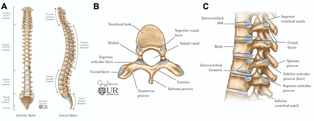 Diagram of the human spine. Panel A: Anterior and lateral views show cervical, thoracic, lumbar vertebrae, sacrum, and coccyx with curvature labels. Panel B: Vertebral anatomy includes vertebral body, pedicle, facets, and spinal canal. Panel C: Lateral view of vertebrae shows intervertebral disk, superior and inferior notches, costal facets, spinous process, intervertebral foramina, and articulating processes.