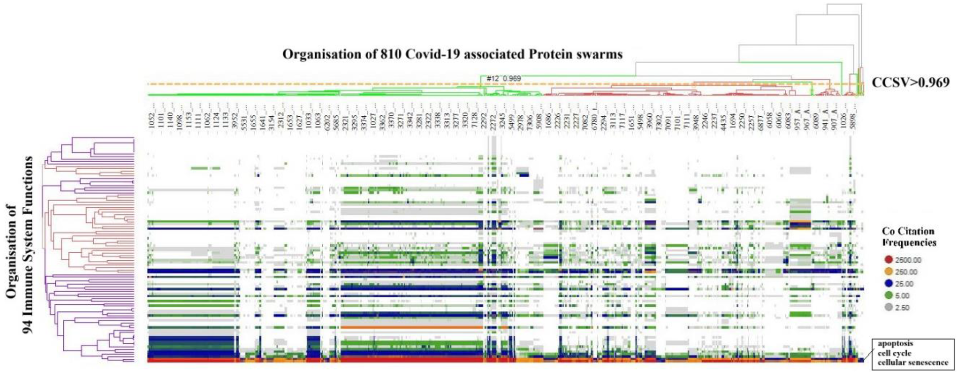 Dendrogram and heatmap showing the organization of 810 COVID-19 associated protein swarms across 94 immune system functions. Co-citation frequencies are color-coded, ranging from gray to red to indicate increasing frequency levels.