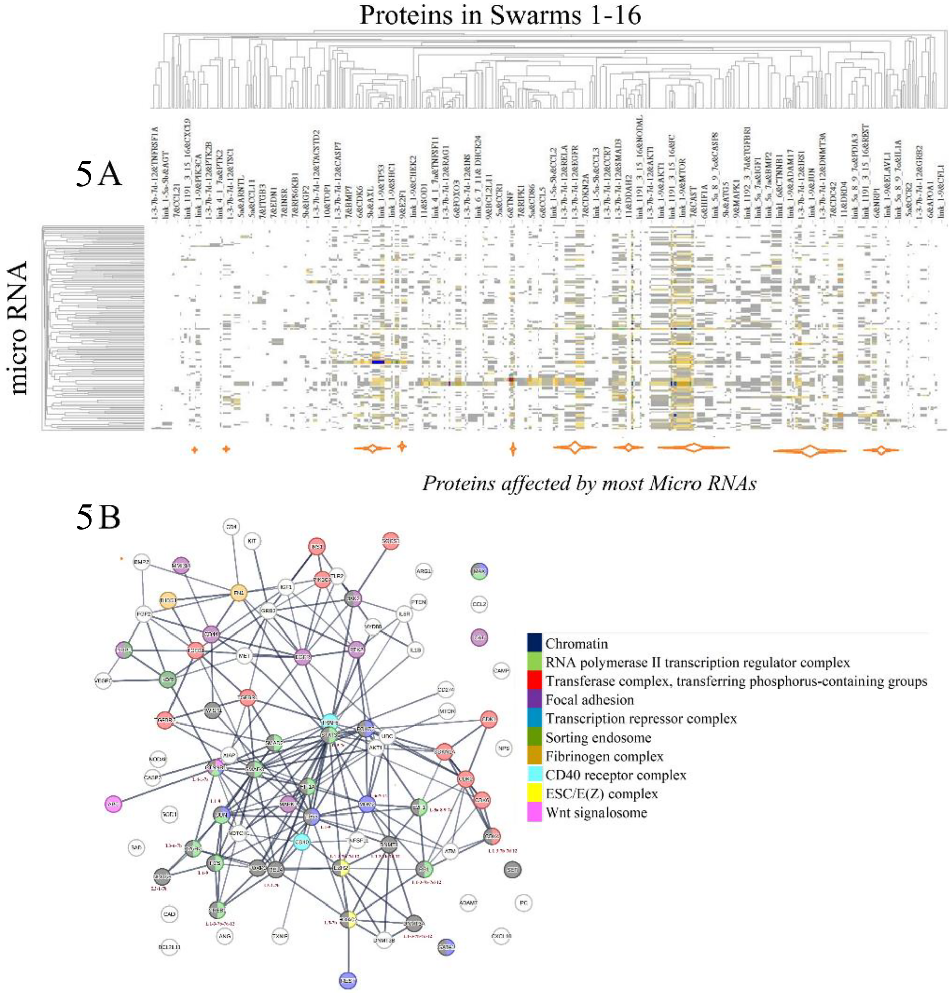 Diagram divided into two parts. The top section (4A) shows a heatmap of proteins affected by micro RNAs, with a dendrogram and rows labeled \"micro RNA\". The bottom section (4B) displays a network diagram of proteins grouped by different functional complexes, color-coded with a legend indicating categories like chromatin, transcription repressor complex, and Wnt signalosome.