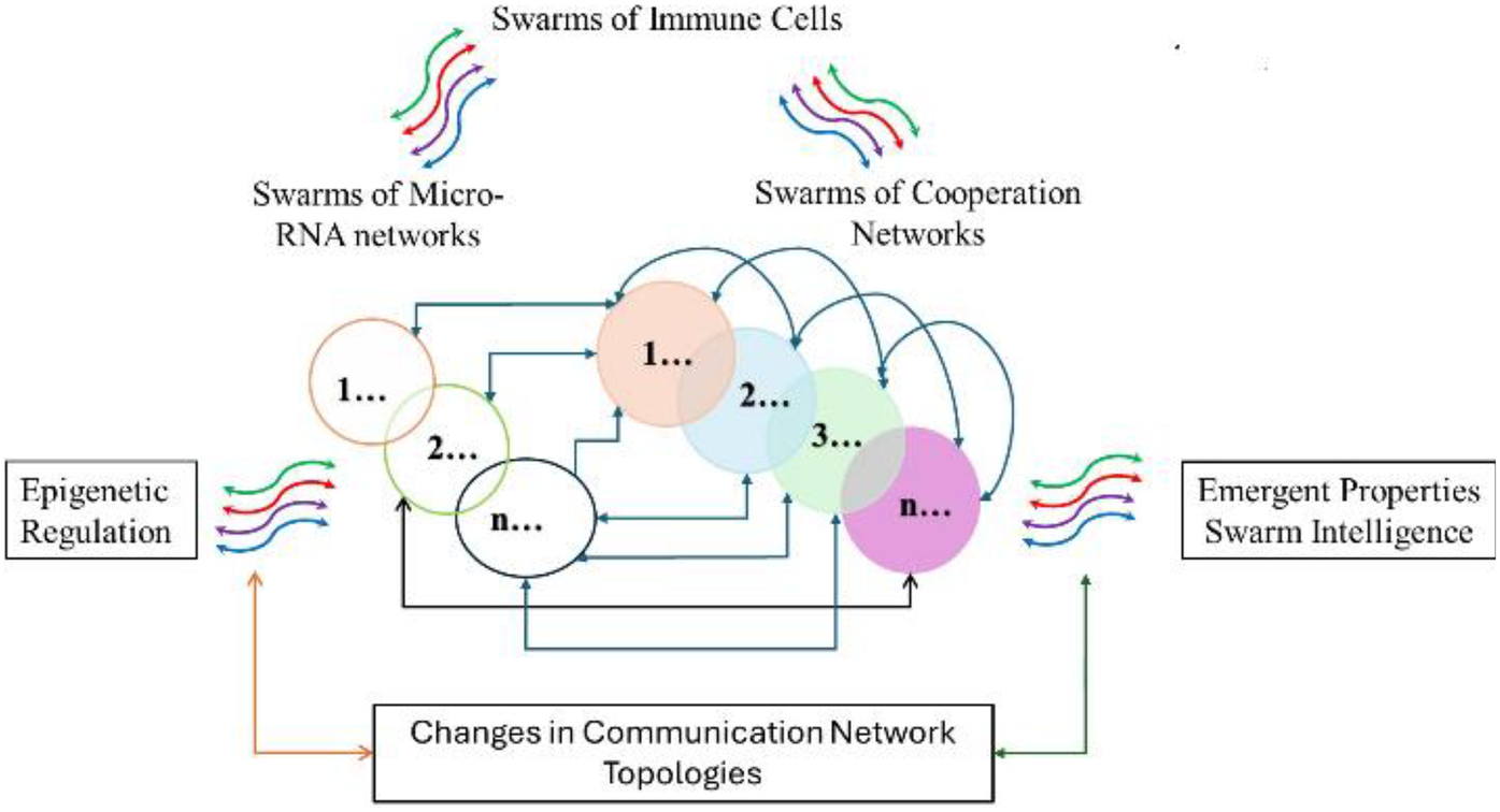Diagram depicting interactions of swarms in three categories: immune cells, micro-RNA networks, and cooperation networks. Overlapping circles labeled '1...' to 'n...' represent the networks. Arrows illustrate connections, showing epigenetic regulation influencing communication network topologies and emergent properties of swarm intelligence.