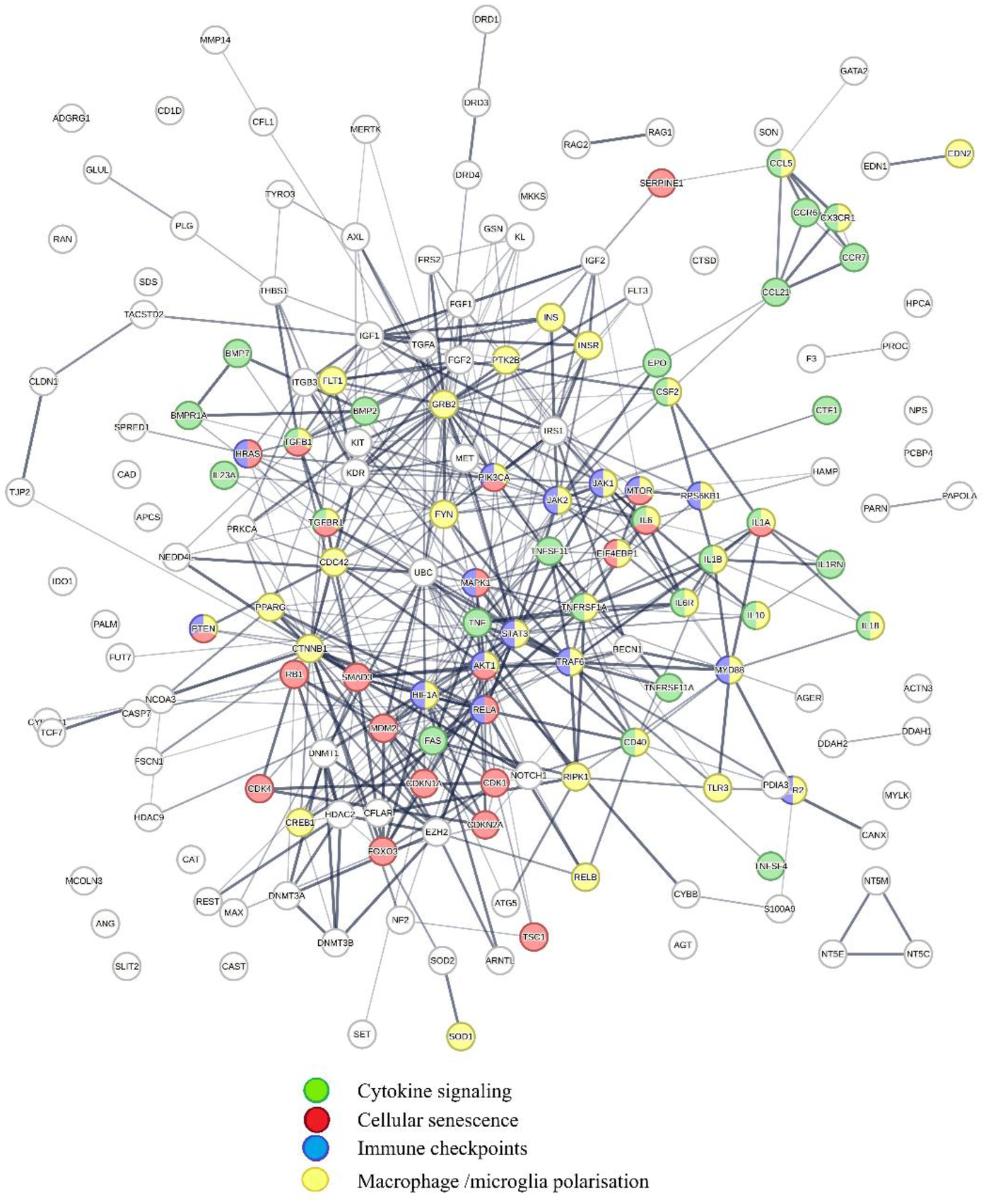 Network diagram illustrating connections between various genes, represented as nodes with lines indicating interactions. Nodes are color-coded to show different pathways: green for cytokine signaling, red for cellular senescence, blue for immune checkpoints, and yellow for macrophage or microglia polarization. The network is dense, highlighting complex interactions.