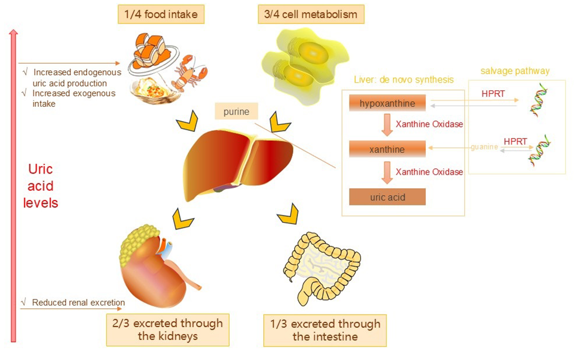 This diagram illustrates the regulation of uric acid levels, depicting purine metabolism pathways including exogenous intake (one-fourth from diet such as meat and seafood) and endogenous metabolism (three-fourths). It highlights hepatic synthesis of uric acid from hypoxanthine and xanthine via xanthine oxidase. Excretion occurs two-thirds through kidneys and one-third through intestines. The schematic notes elevated uric acid results from increased endogenous production, elevated dietary intake, impaired renal excretion, and features the salvage pathway involving HPRT enzyme.