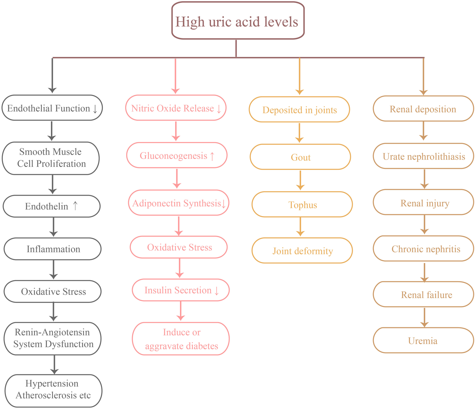 Flowchart illustrating the effects of high uric acid levels. It branches into three main pathways: decreased endothelial function leading to inflammation and hypertension; decreased nitric oxide release increasing oxidative stress and potential diabetes; deposition in joints causing gout and joint deformity, and renal deposition leading to nephrolithiasis and renal failure.