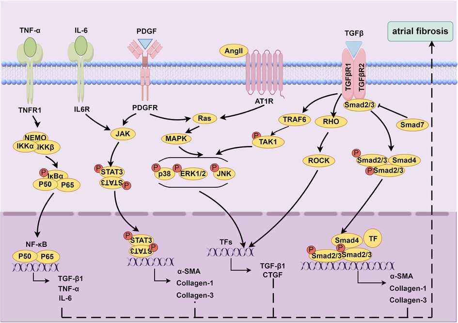 Signaling pathway diagram illustrating the process leading to atrial fibrosis. Key receptors TNFR1, IL6R, PDGFR, AT1R, and TGFBR1/2 initiate cascades involving molecules like NF-κB, JAK/STAT3, MAPK, and Smad proteins. Arrows indicate pathway flow and connections to transcription factors affecting TGF-β1, CTGF, α-SMA, Collagen-1, and Collagen-3 expression, which contribute to fibrosis.