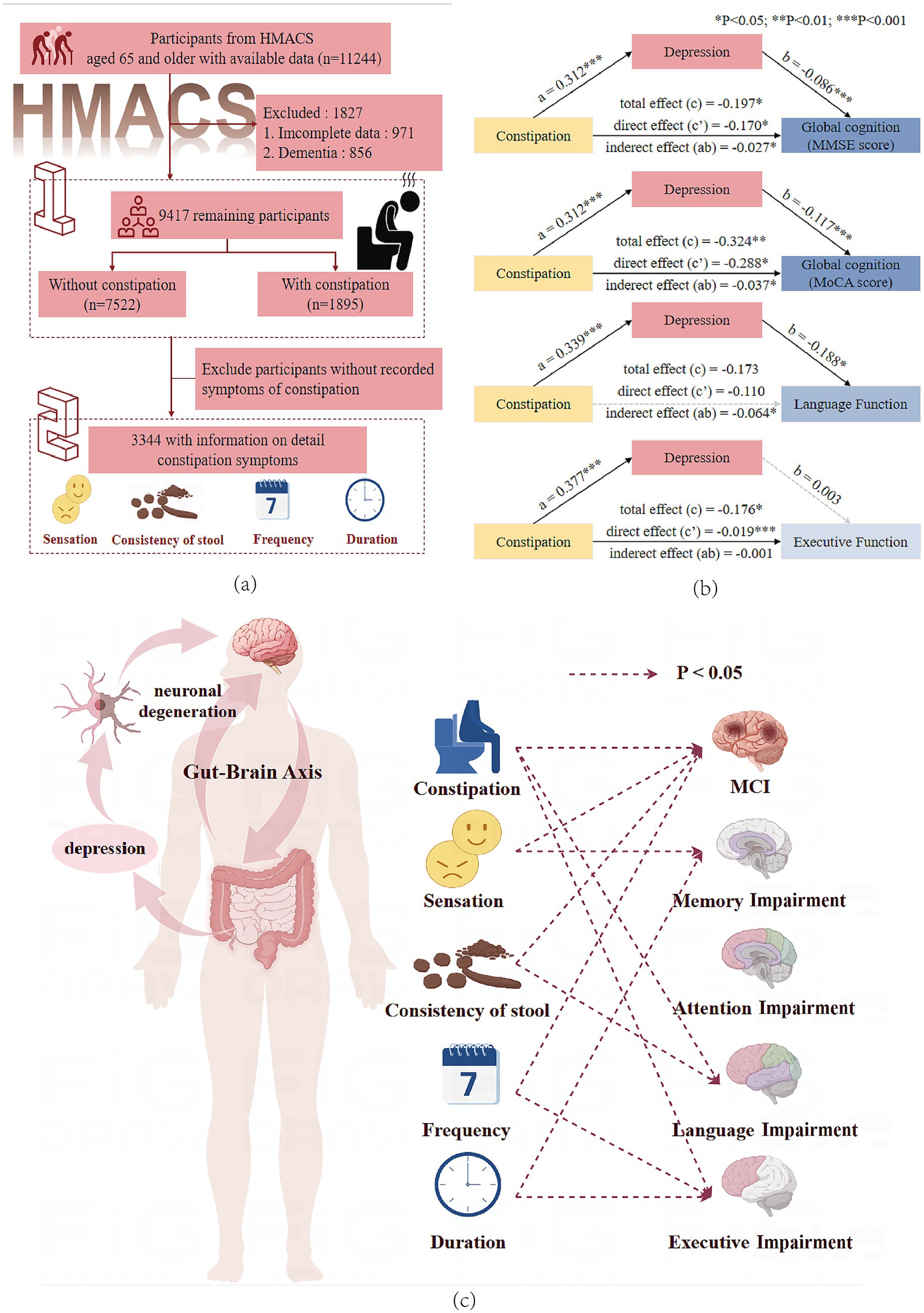 The image comprises three sections illustrating the relationship between constipation, depression, and cognitive functions in older adults. Section (a) shows a flowchart from 11,244 participants, with 3,344 analyzed for detailed constipation symptoms. Section (b) displays pathways linking constipation to depression and cognitive functions like global cognition and language, with statistical significance indicated. Section (c) illustrates the gut-brain axis, depicting how constipation, sensation, consistency of stool, frequency, and duration impact mild cognitive impairment (MCI) and various cognitive impairments via neuronal degeneration and depression pathways.