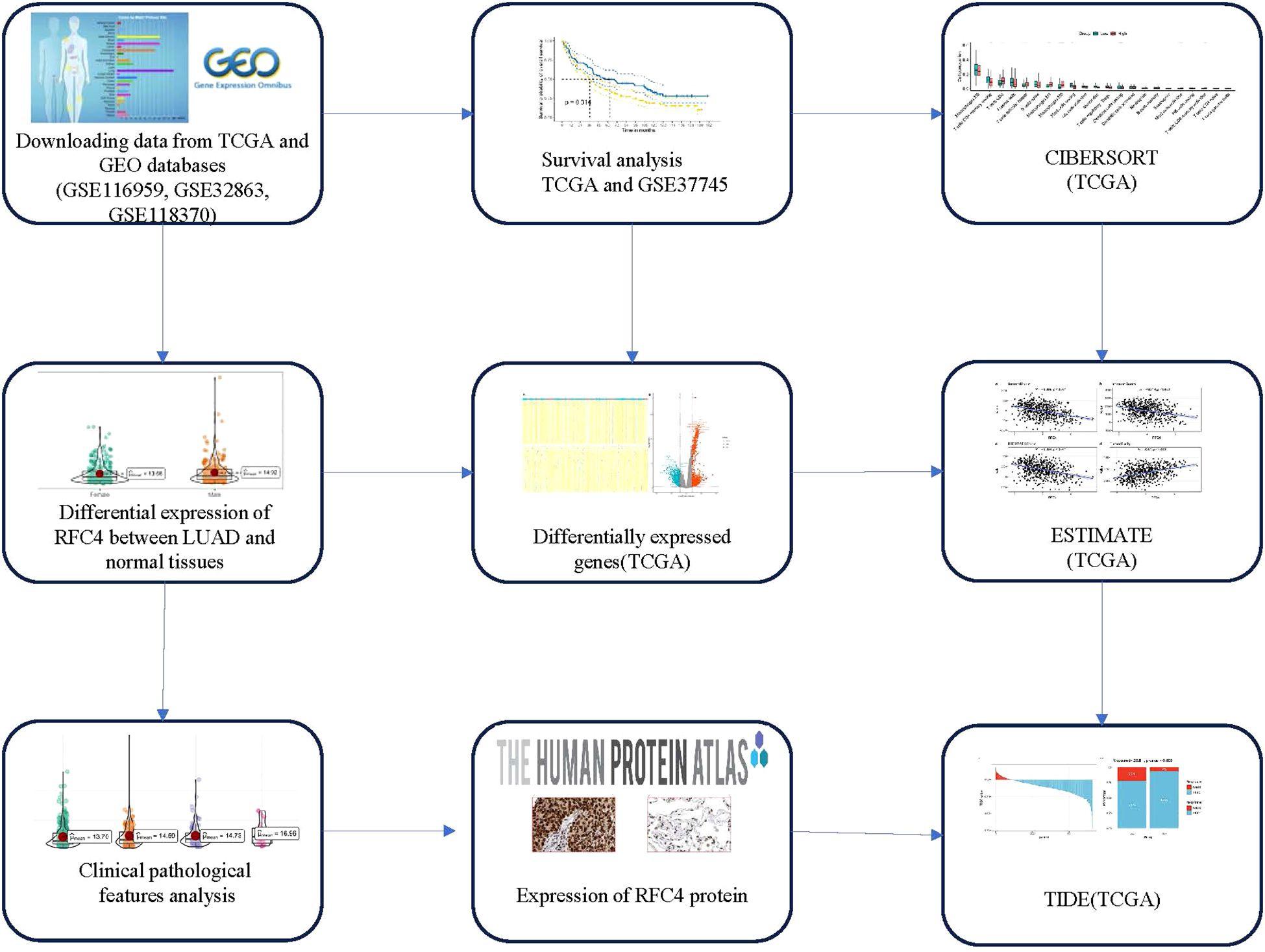Flowchart depicting a study workflow, starting with downloading data from TCGA and GEO databases, proceeding to survival analysis with relevant visualizations, CIBERSORT analysis, ESTIMATE analysis, and TIDE analysis. It examines differential RFC4 expression between LUAD and normal tissues, followed by differentially expressed genes analysis. Clinical pathological features and RFC4 protein expression are analyzed using resources like the Human Protein Atlas. Each step is connected with directional arrows indicating the sequence of analysis.