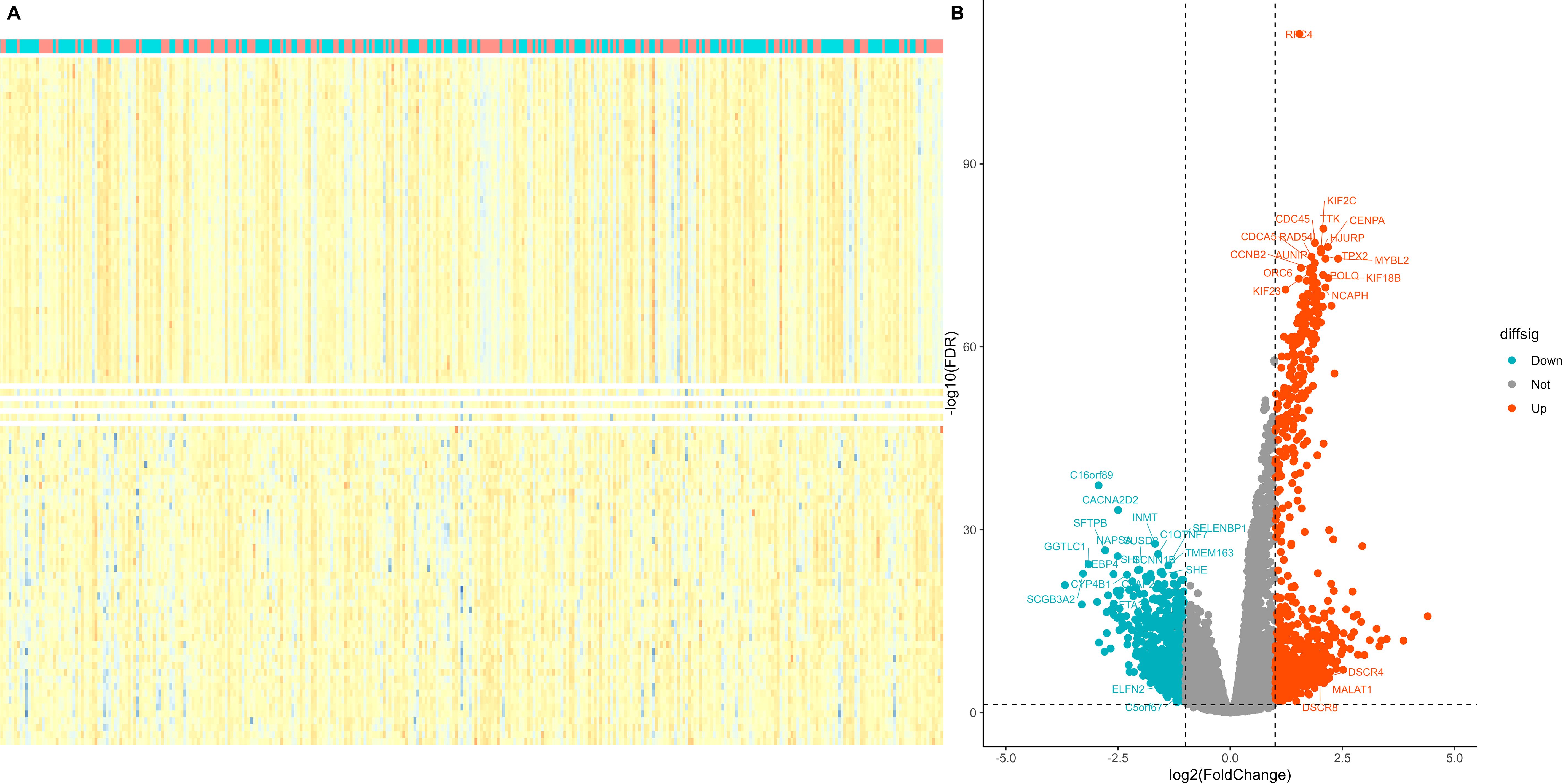 Panel A displays a heatmap of gene expression data with colored annotations above, where each column represents a sample and each row a gene, using a yellow-to-blue gradient. Panel B presents a volcano plot showing the distribution of genes by log-fold change on the x-axis and negative log FDR on the y-axis, highlighting significantly downregulated genes in blue and upregulated genes in red. Gray points indicate non-significant genes.