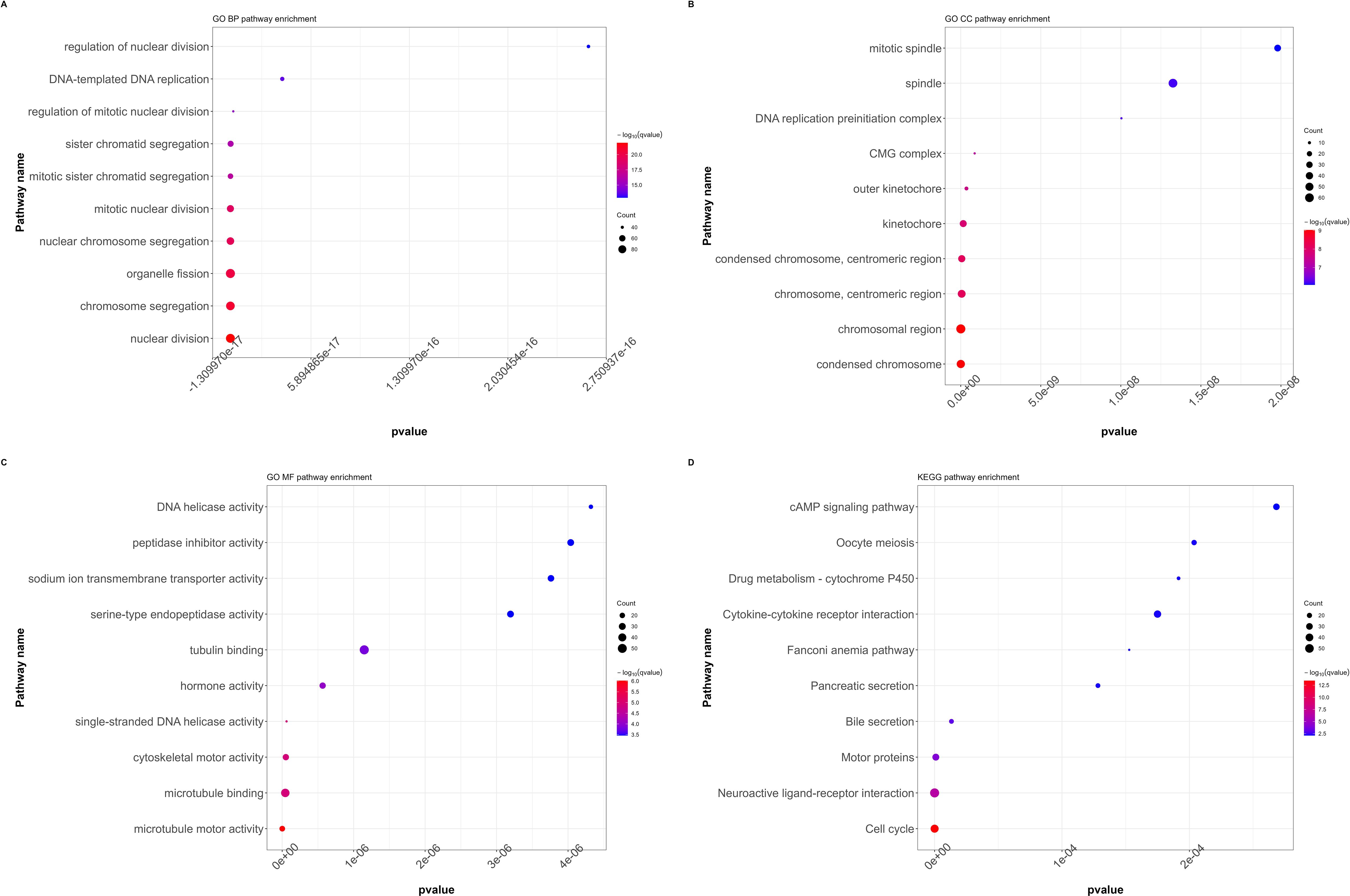 Four scatter plots displaying pathway enrichment analysis. A: GO BP pathway enrichment shows pathways like nuclear division and chromosome segregation, with p-values and a color gradient for significance. B: GO CC pathway enrichment highlights pathways such as mitotic spindle and CMG complex, indicating significance with point size and color. C: GO MF pathway enrichment includes pathways like DNA helicase activity and tubulin binding, with a similar visual representation. D: KEGG pathway enrichment features pathways such as cAMP signaling and oocyte meiosis, with point size and color demonstrating significance.