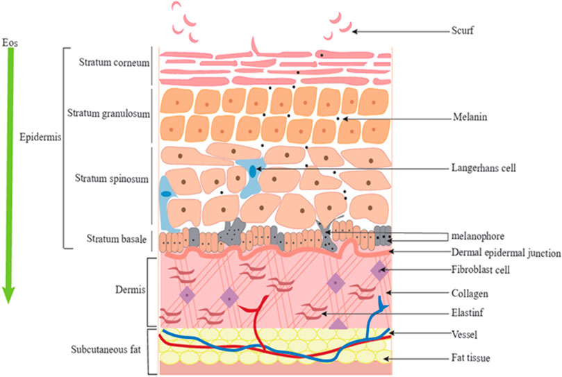 Frontiers | Advances in plant essential oils and drug