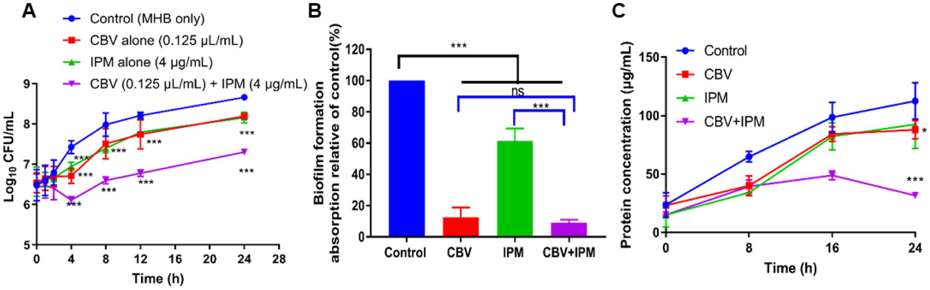 Three graphs display experimental data. Graph A shows the growth of bacteria over 24 hours with various treatments: Control, CBV, IPM, and their combination. Graph B depicts biofilm formation relative to control for the same treatments, with CBV and CBV+IPM significantly reducing biofilm. Graph C illustrates protein concentration over 24 hours, with CBV+IPM showing the lowest concentration. Error bars and significance markers are included.