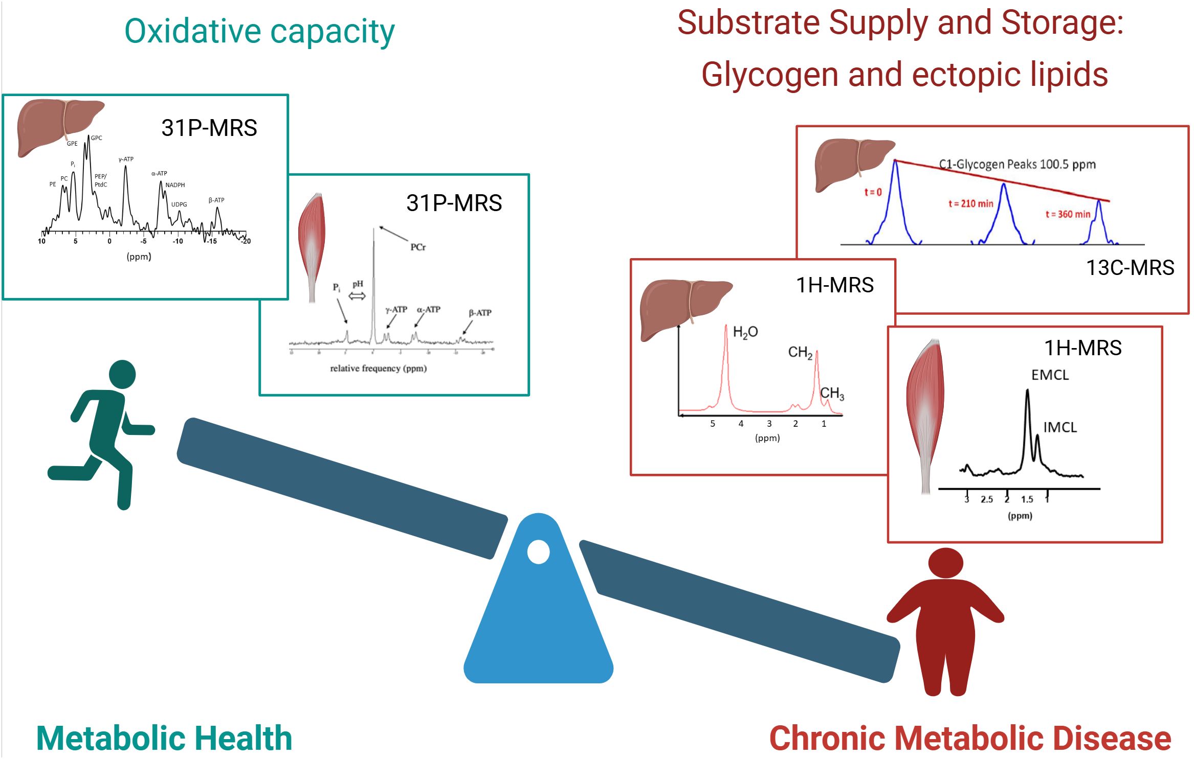 Diagram of a seesaw balancing metabolic health and chronic metabolic disease. The left side, labeled “Oxidative capacity,” includes 31P-MRS graphs and images of a liver and muscle. The right side, labeled “Substrate Supply and Storage: Glycogen and ectopic lipids,” features 1H-MRS and 13C-MRS graphs, with liver and muscle imagery. A running figure represents health, and an overweight figure depicts disease.